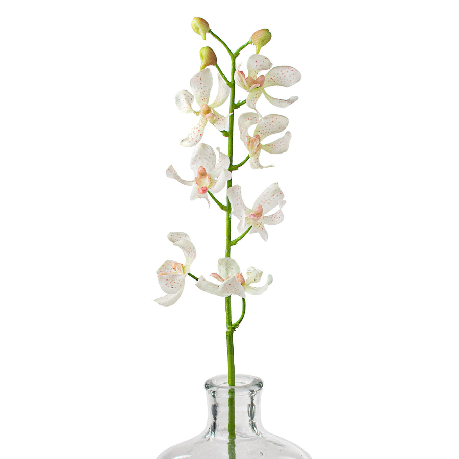 24" Real Touch Mokara Orchid Stem: Cream Item Number: 2230085CW