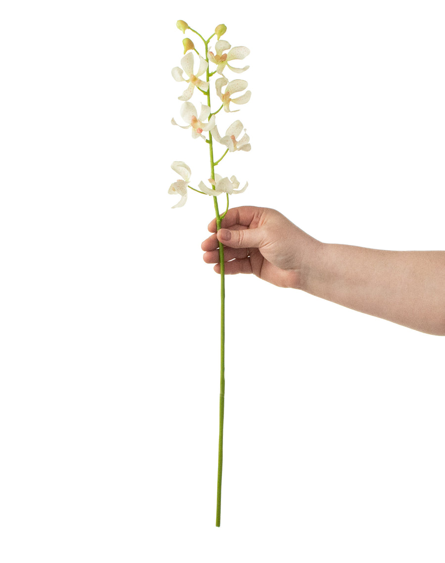 24" Real Touch Mokara Orchid Stem: Cream detail photo 3