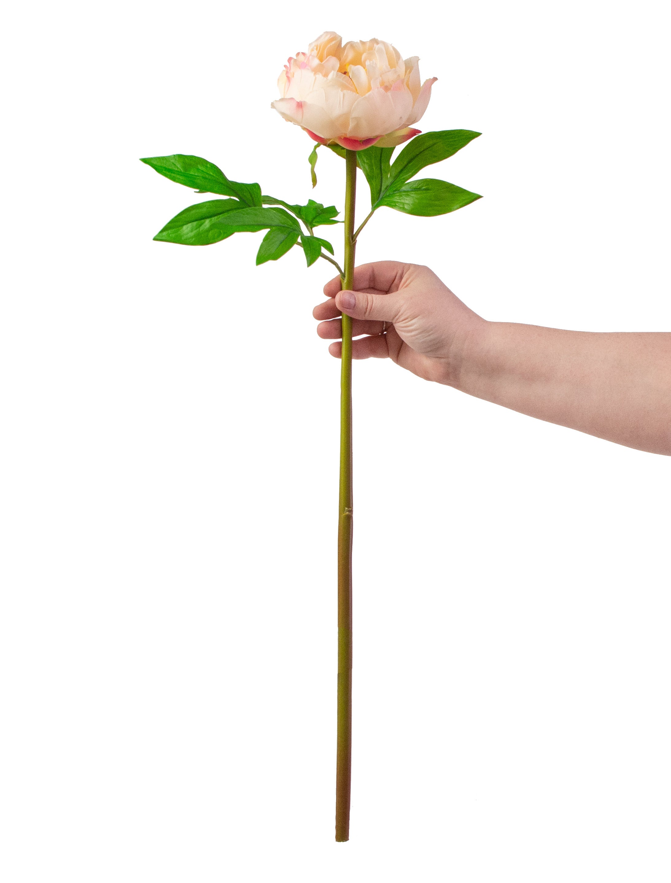 26" Real Touch Peony Stem: Pink & Cream detail photo 4