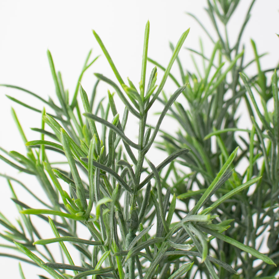 18" Rosemary Bush Lifestyle Photo