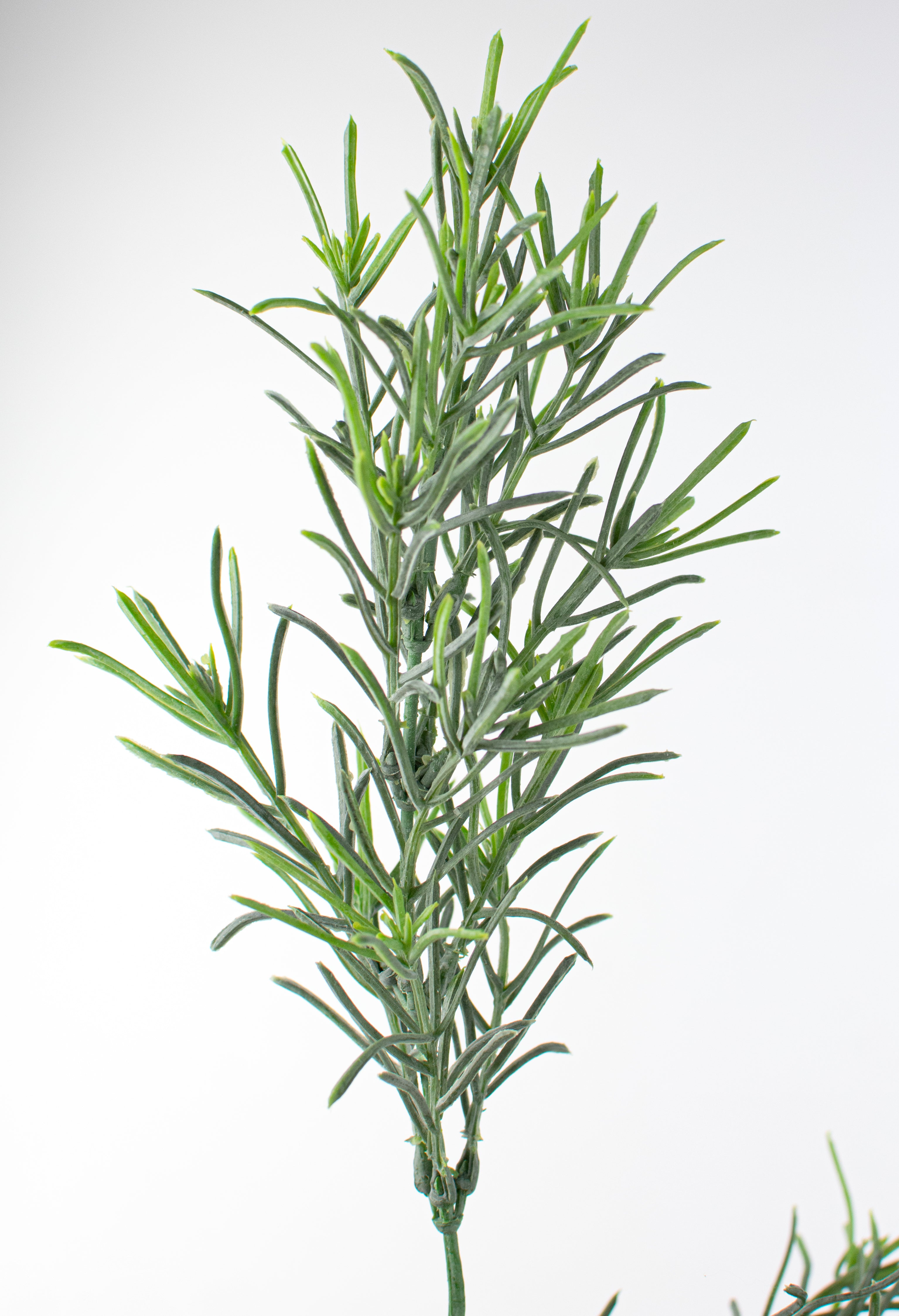 18" Rosemary Bush detail photo 4