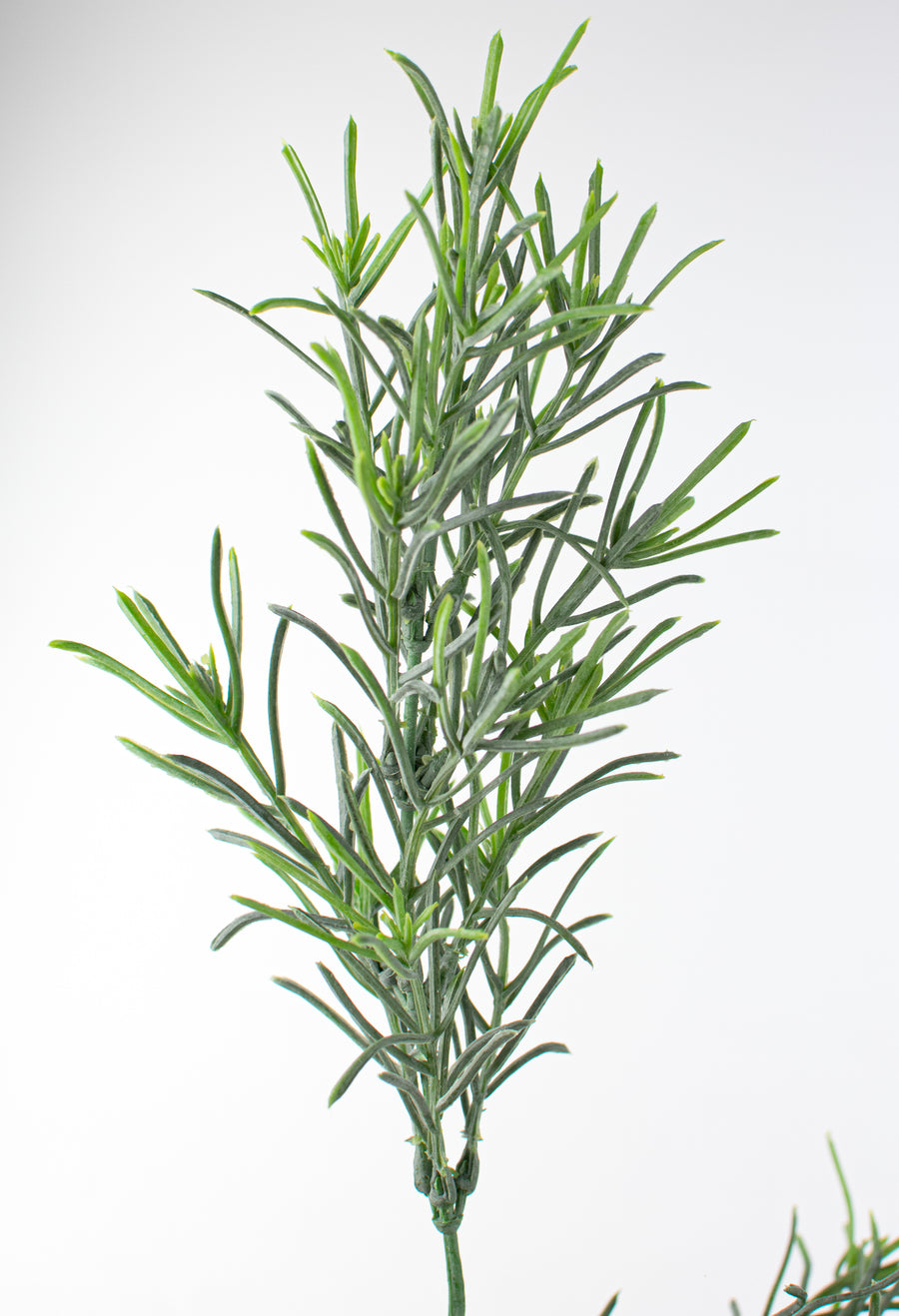 18" Rosemary Bush detail photo 4