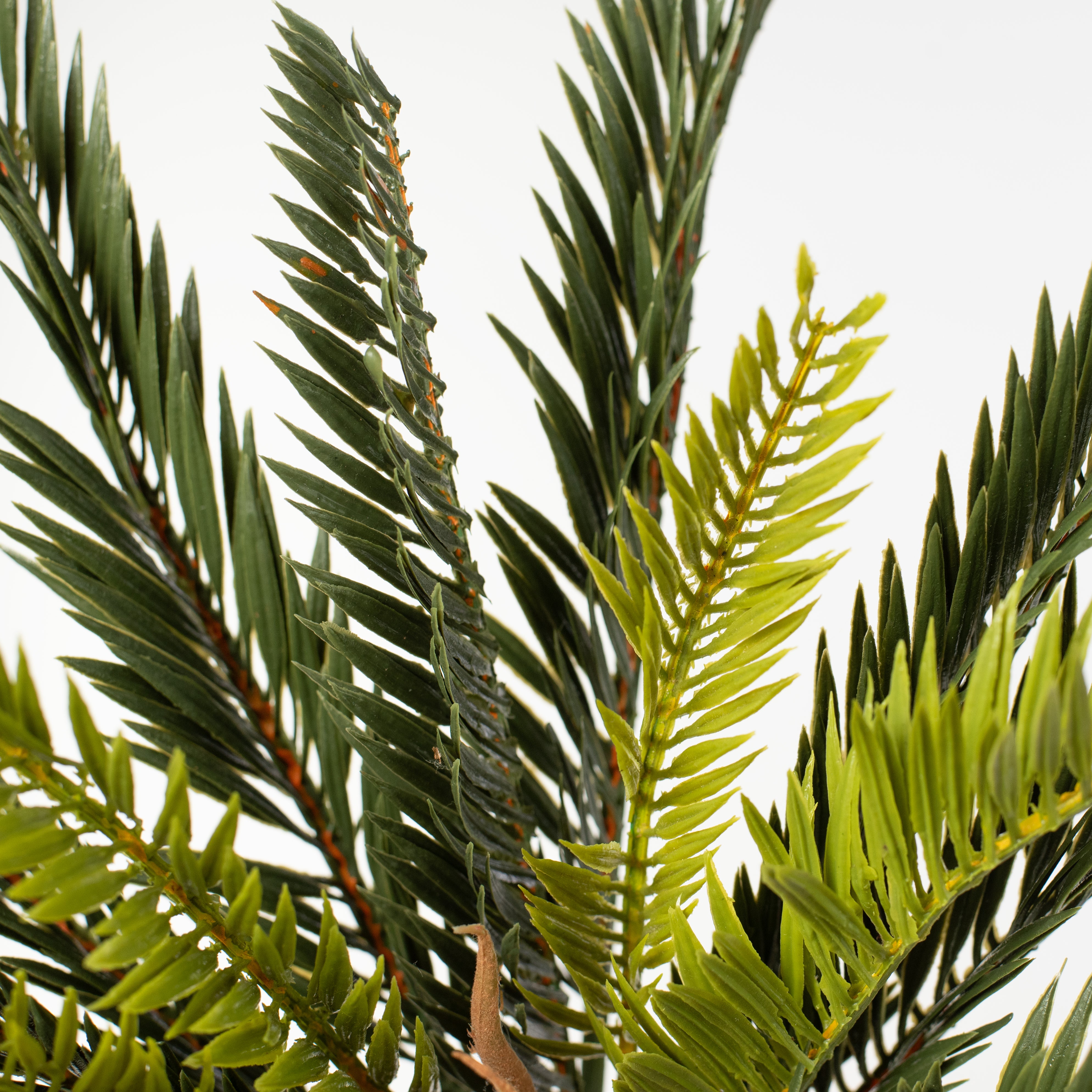 16" Sago Palm Cycas Bush (21 Stem) Lifestyle Photo