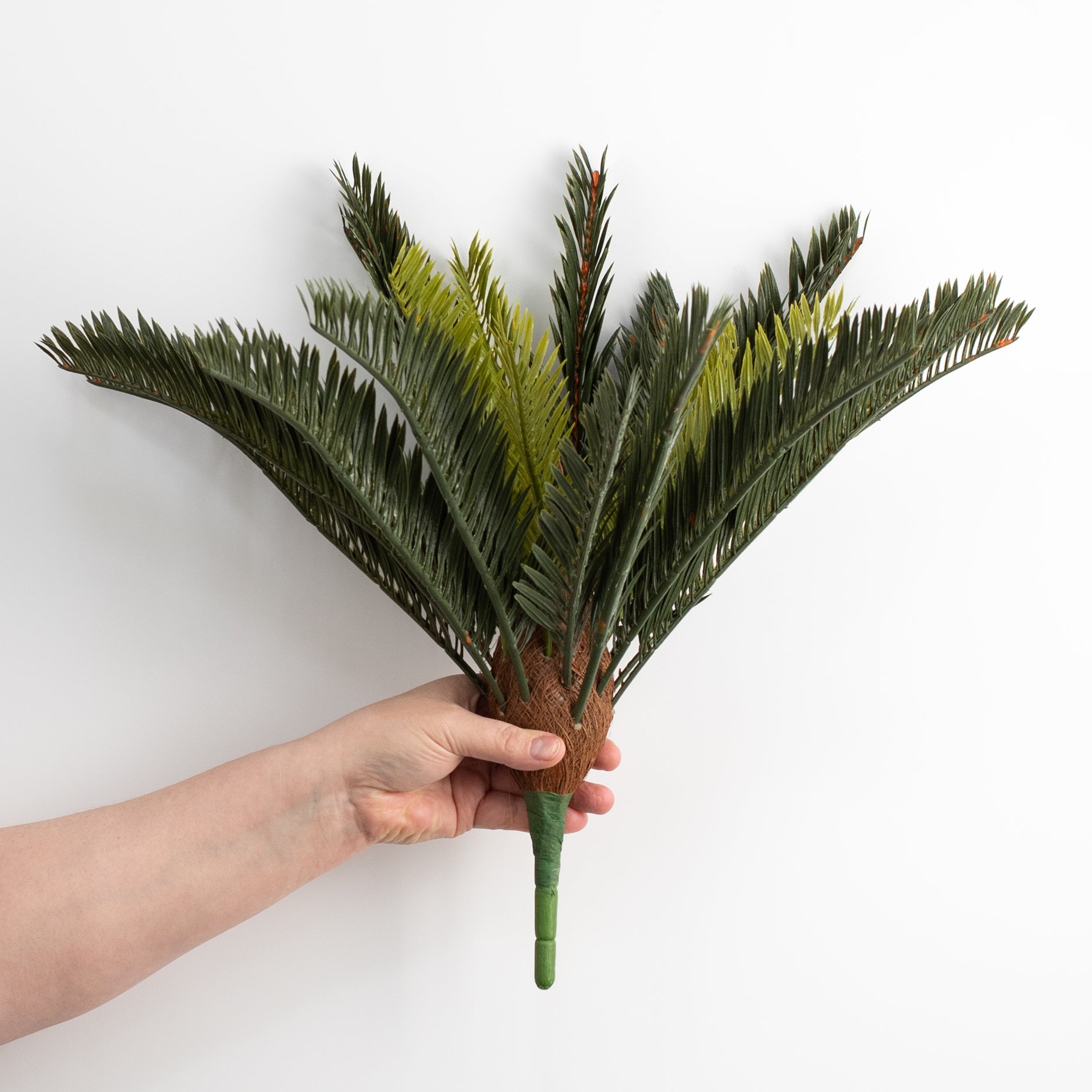 16" Sago Palm Cycas Bush (21 Stem) detail photo 3