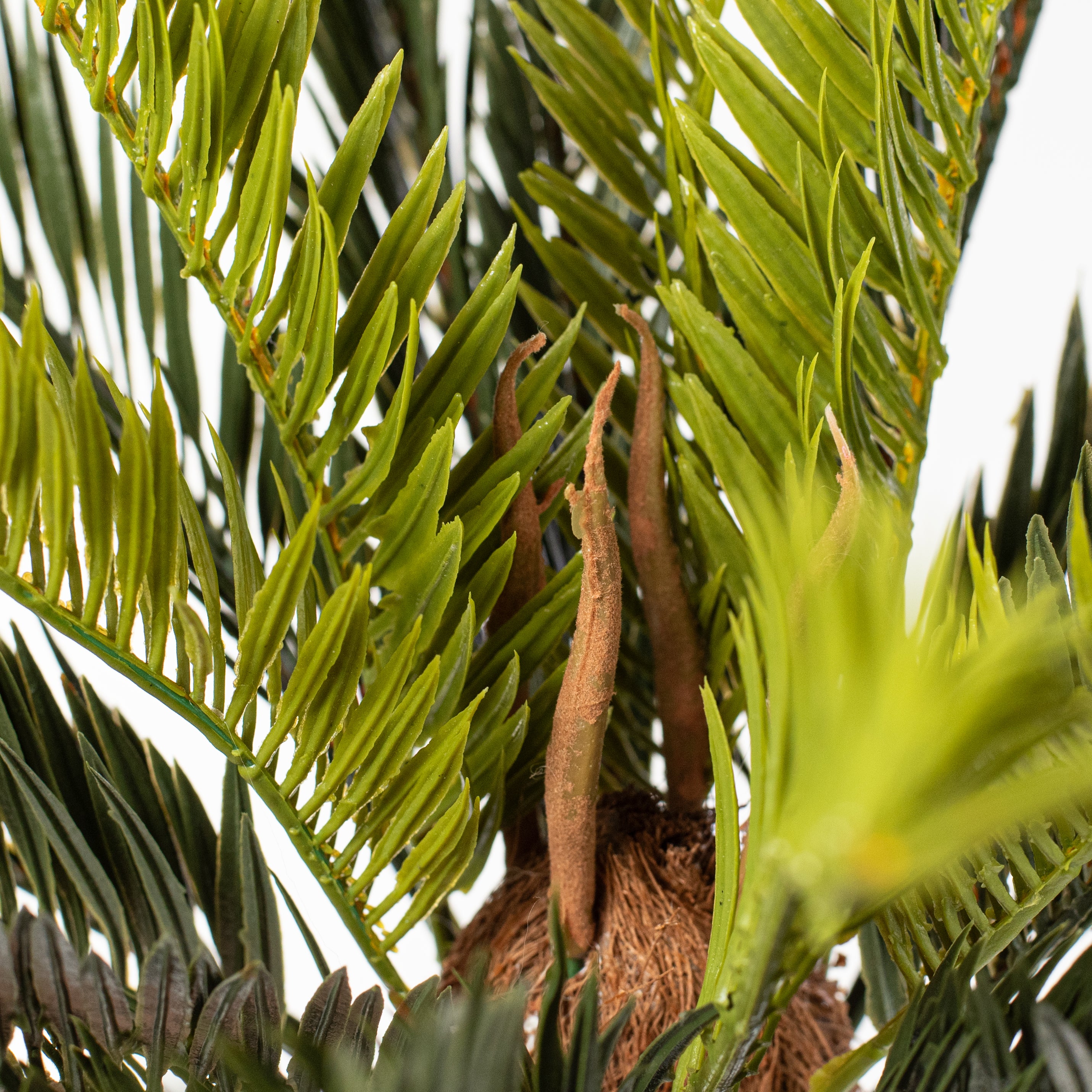 16" Sago Palm Cycas Bush (21 Stem) detail photo 5