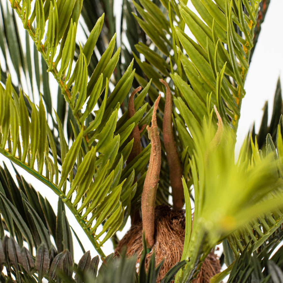 16" Sago Palm Cycas Bush (21 Stem) detail photo 5