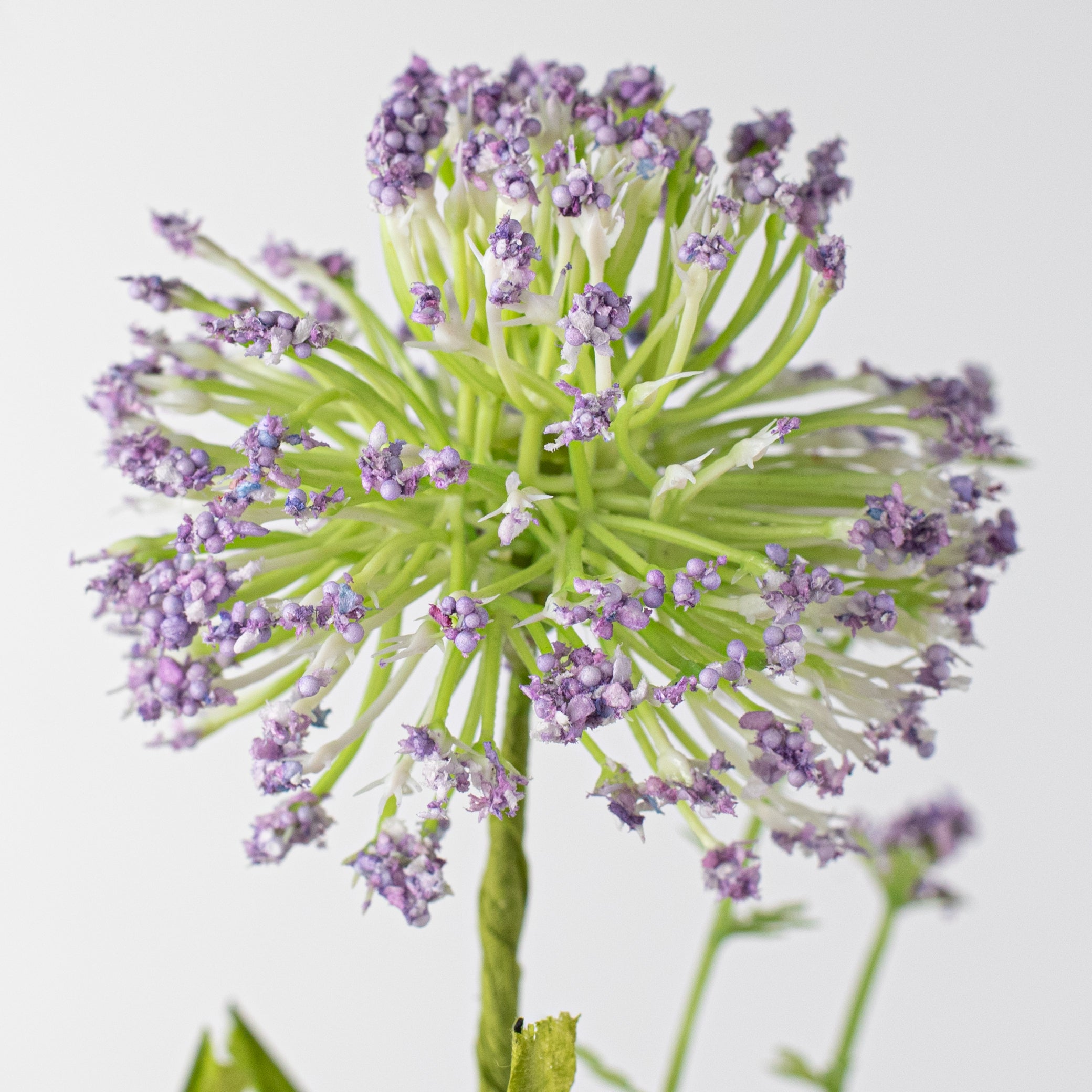 20" Sedum Bush: Purple Lifestyle Photo