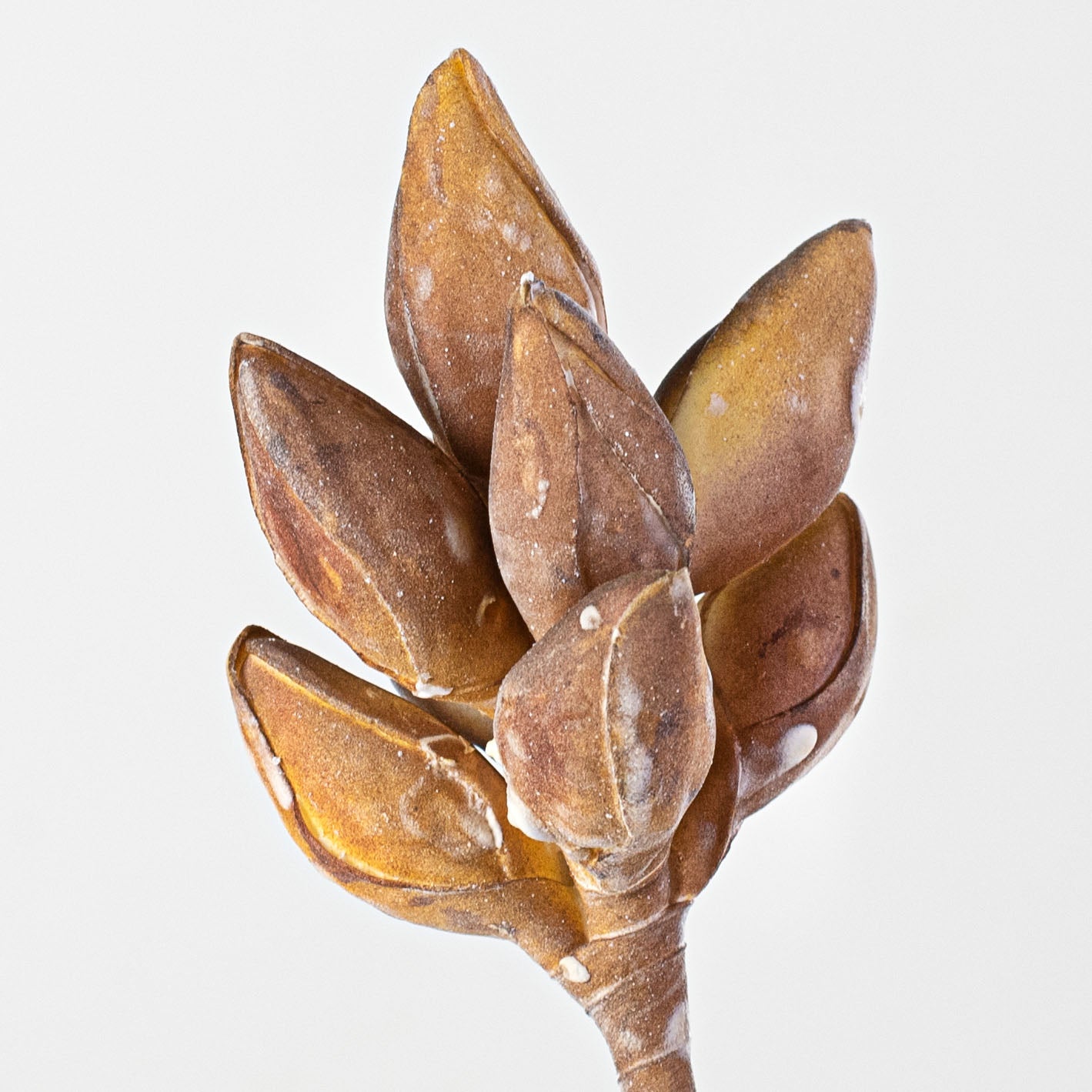 13" Seed Pod Cluster Pick: Yellow-Brown Lifestyle Photo