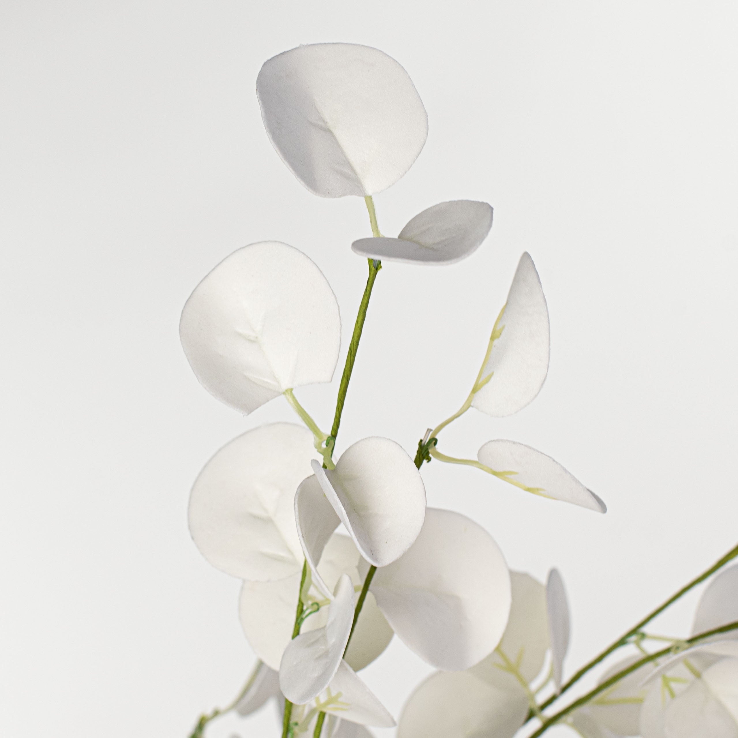 5' Silver Dollar Eucalyptus Garland: White detail photo 3