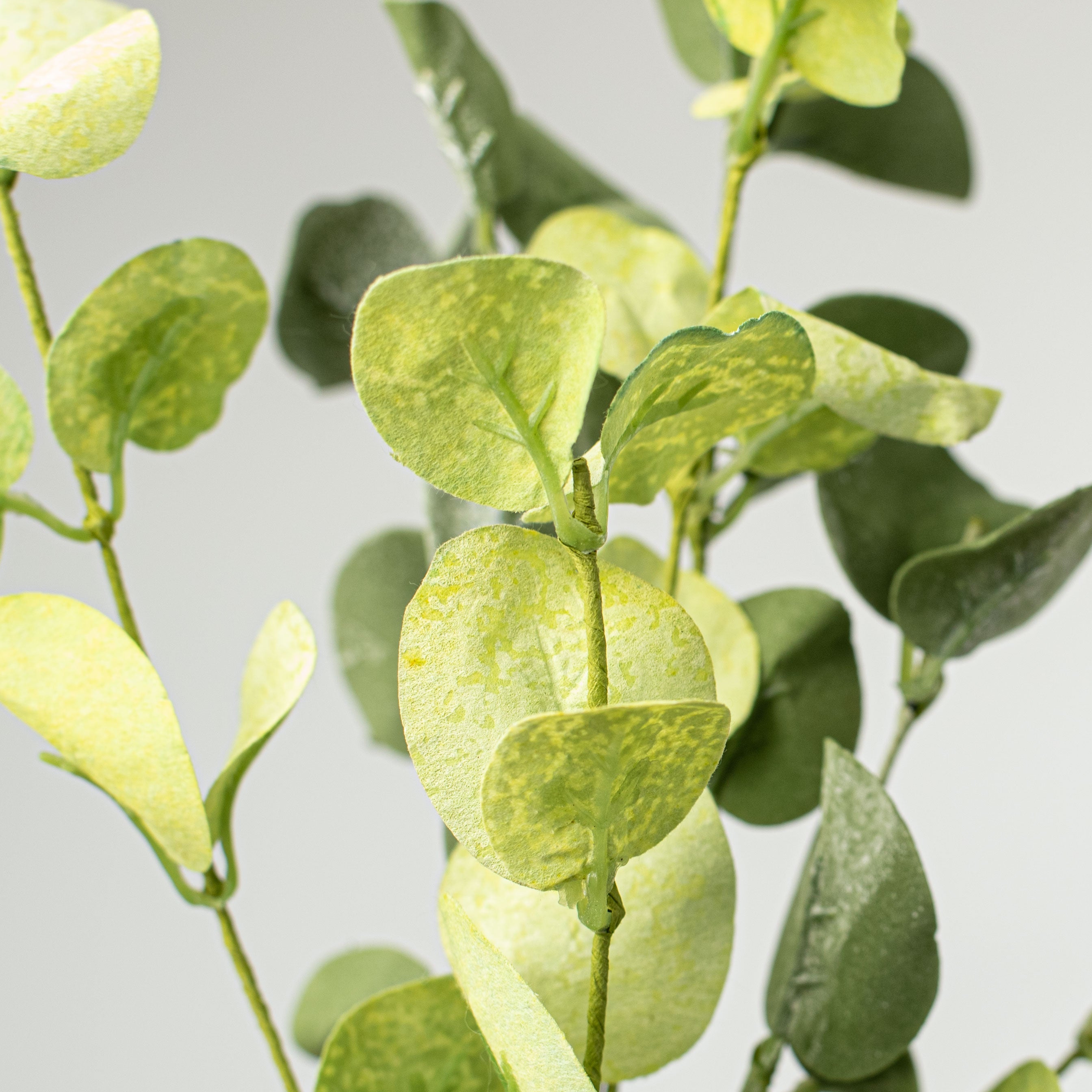 16" Silver Dollar Eucalyptus Pick Lifestyle Photo