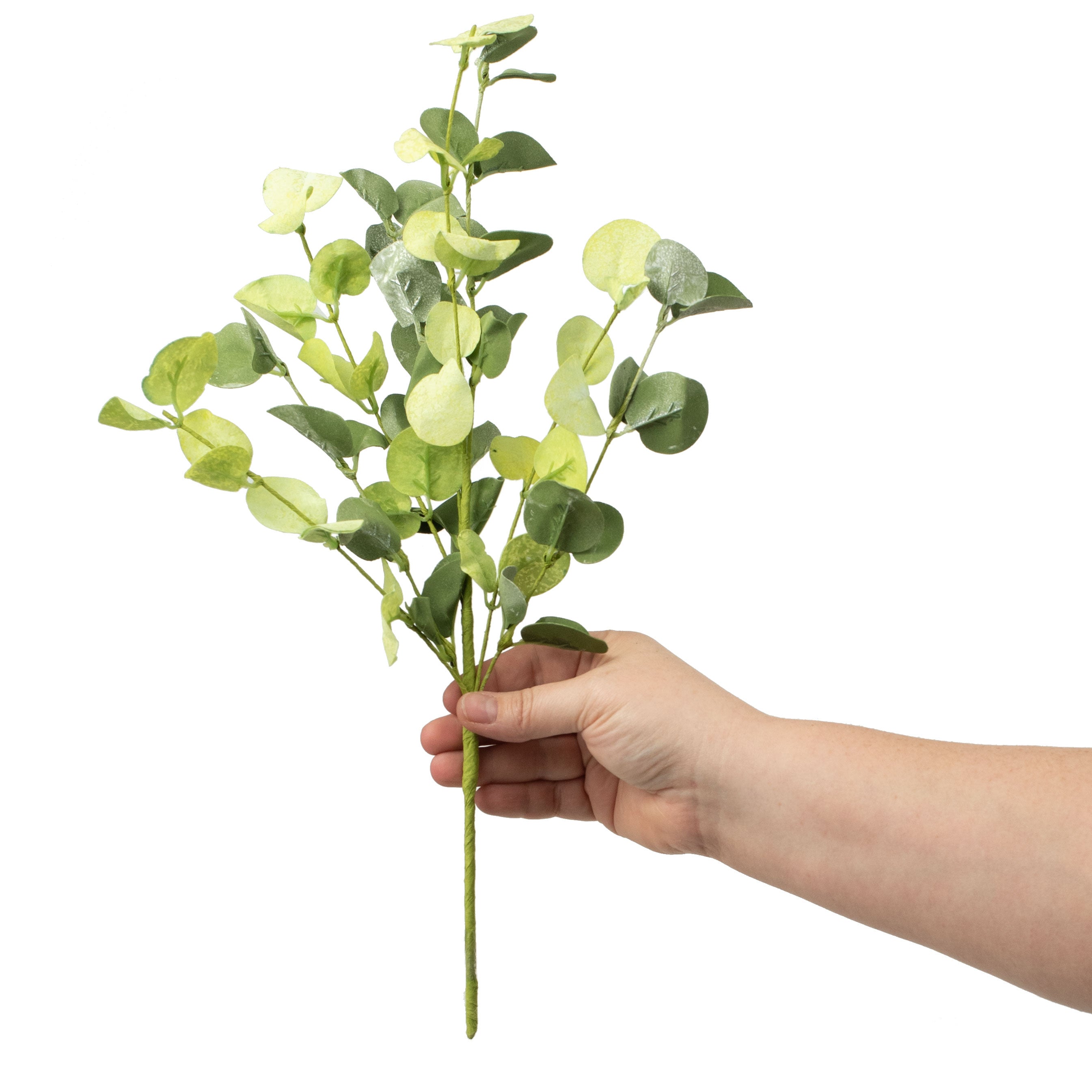16" Silver Dollar Eucalyptus Pick detail photo 3
