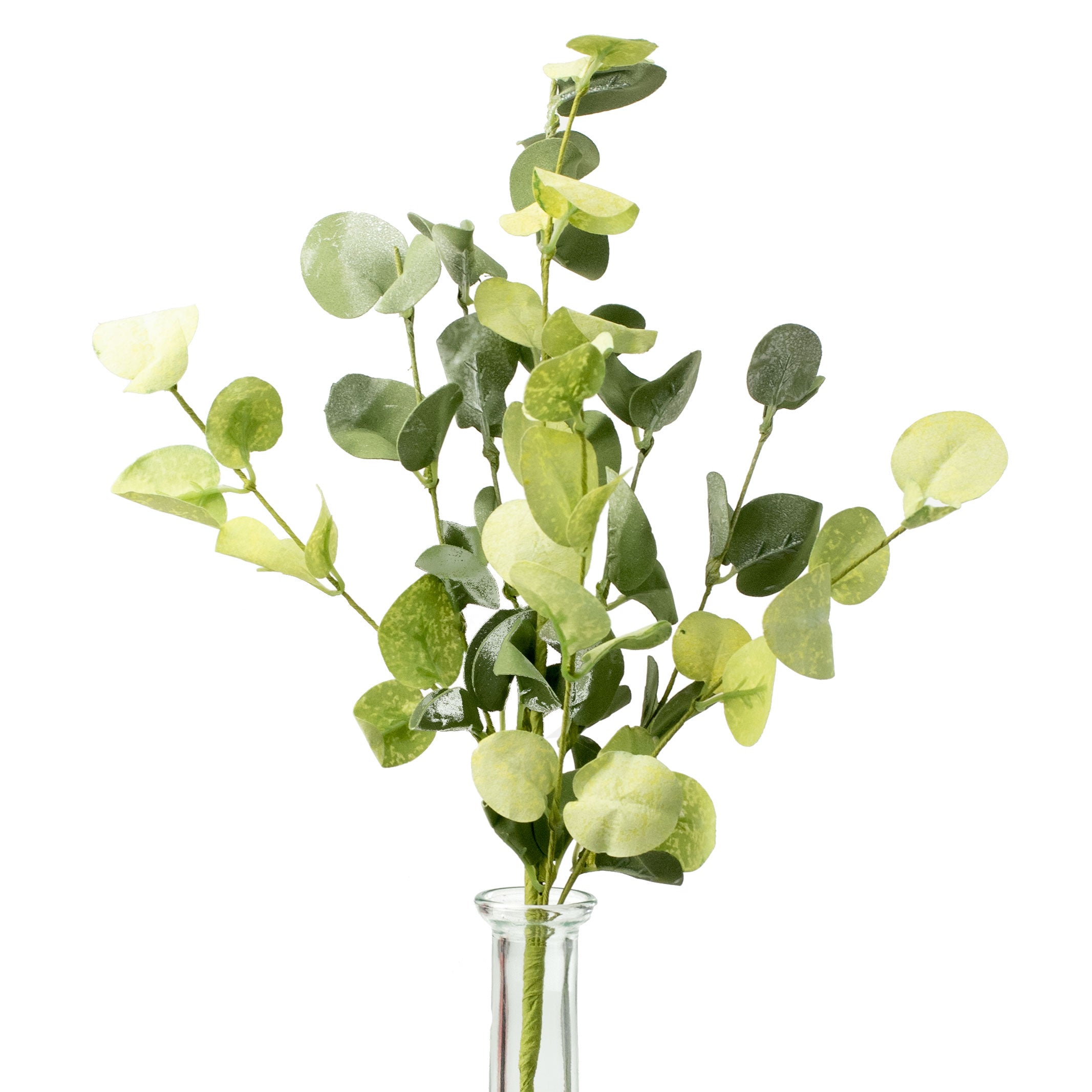 16" Silver Dollar Eucalyptus Pick Item Number: ISB72695
