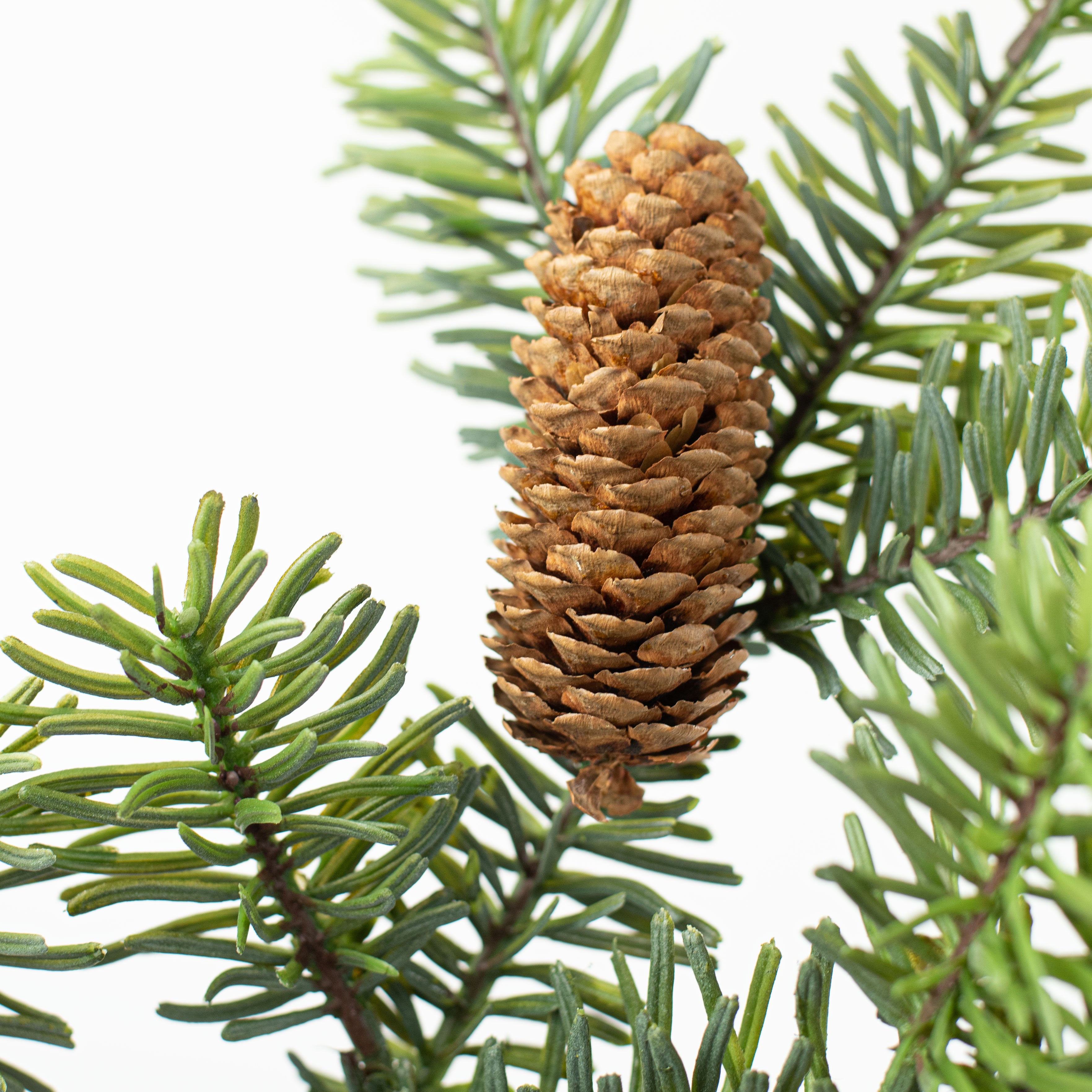 30" Sitka Spruce Pinecones Spray Lifestyle Photo