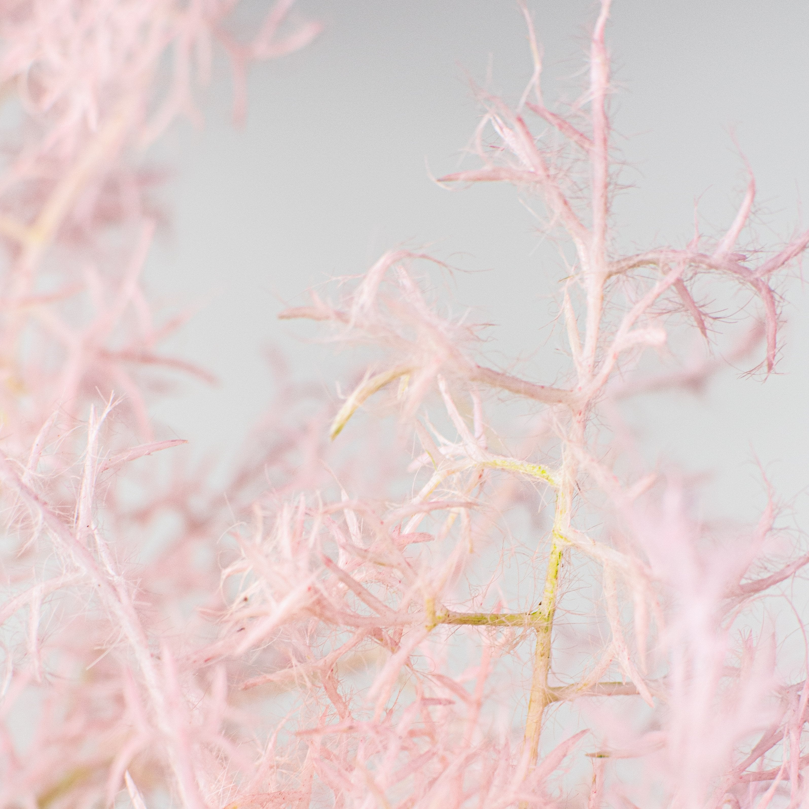 32" Smoke Tree Spray: Pink Lifestyle Photo