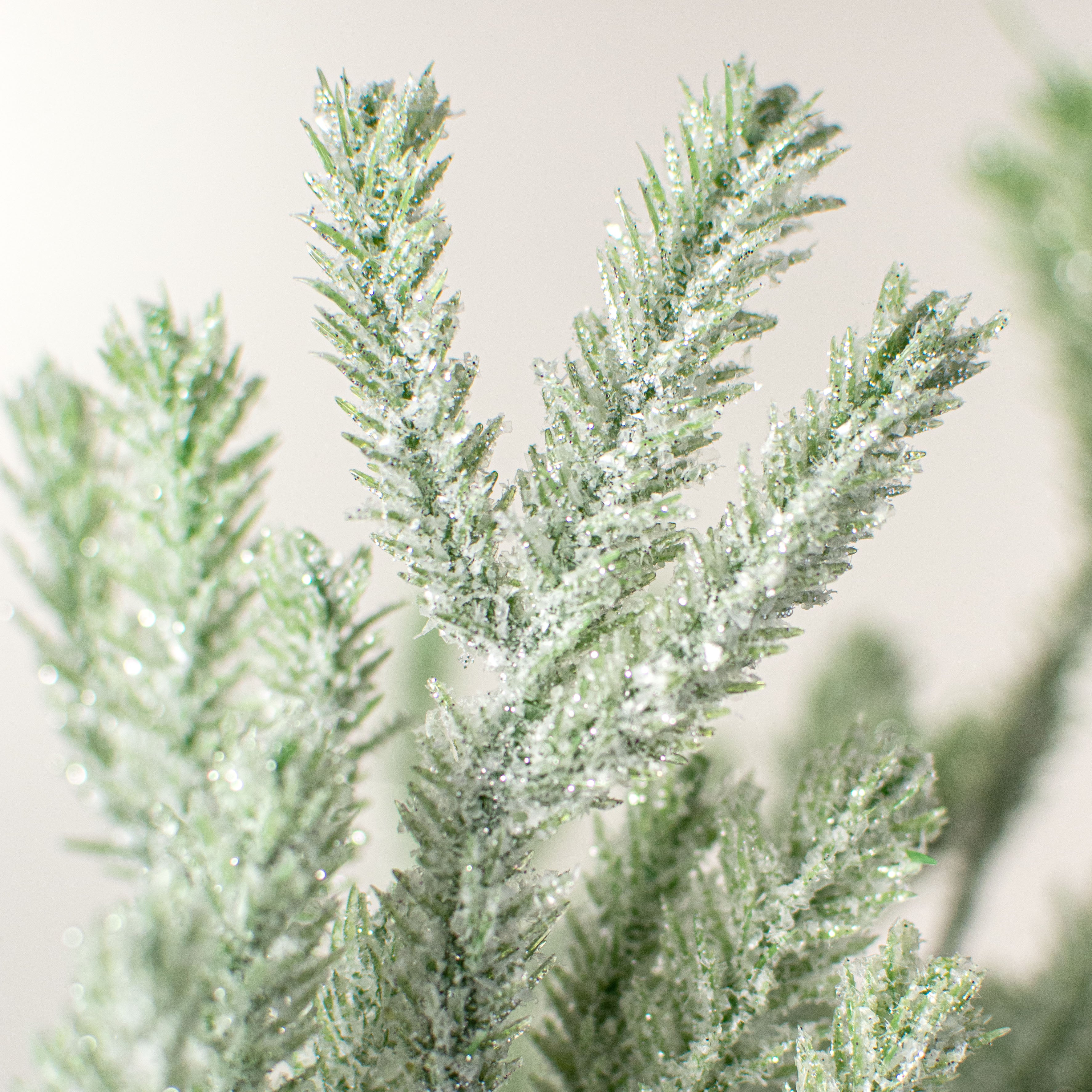 17" Snow Noble Fir Pine Bush Lifestyle Photo