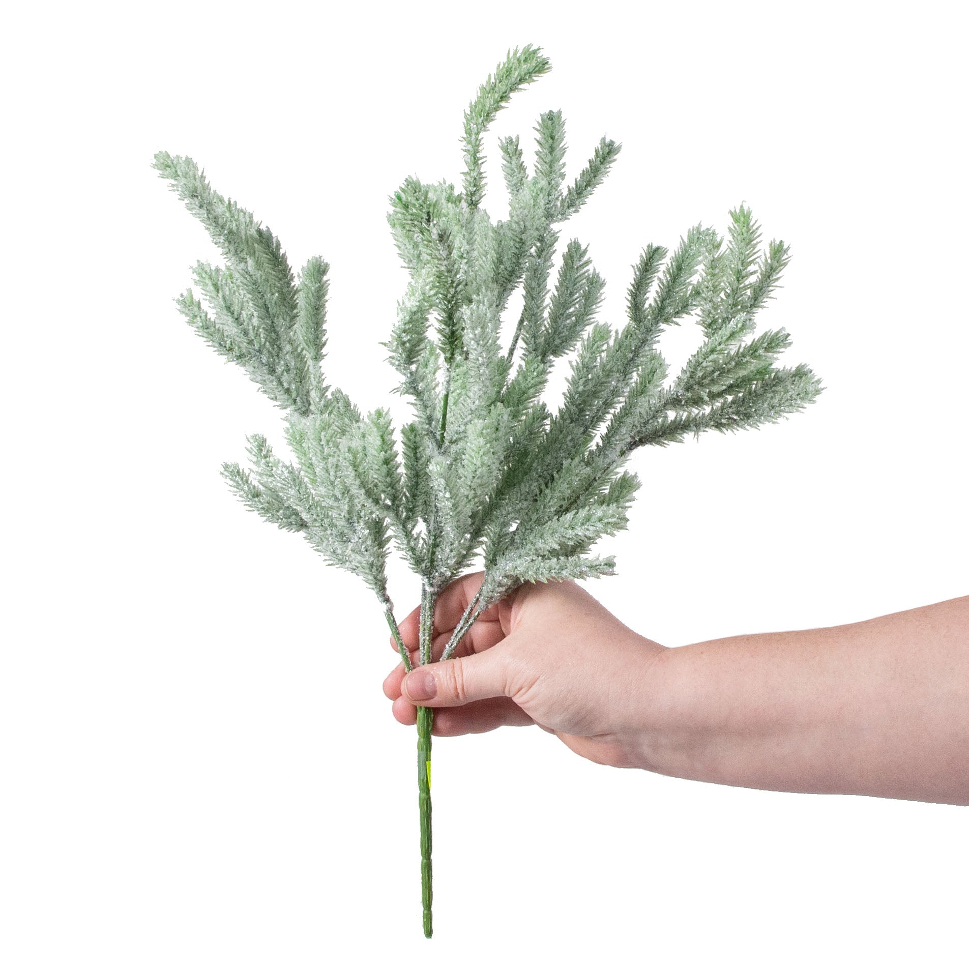 17" Snow Noble Fir Pine Bush detail photo 3