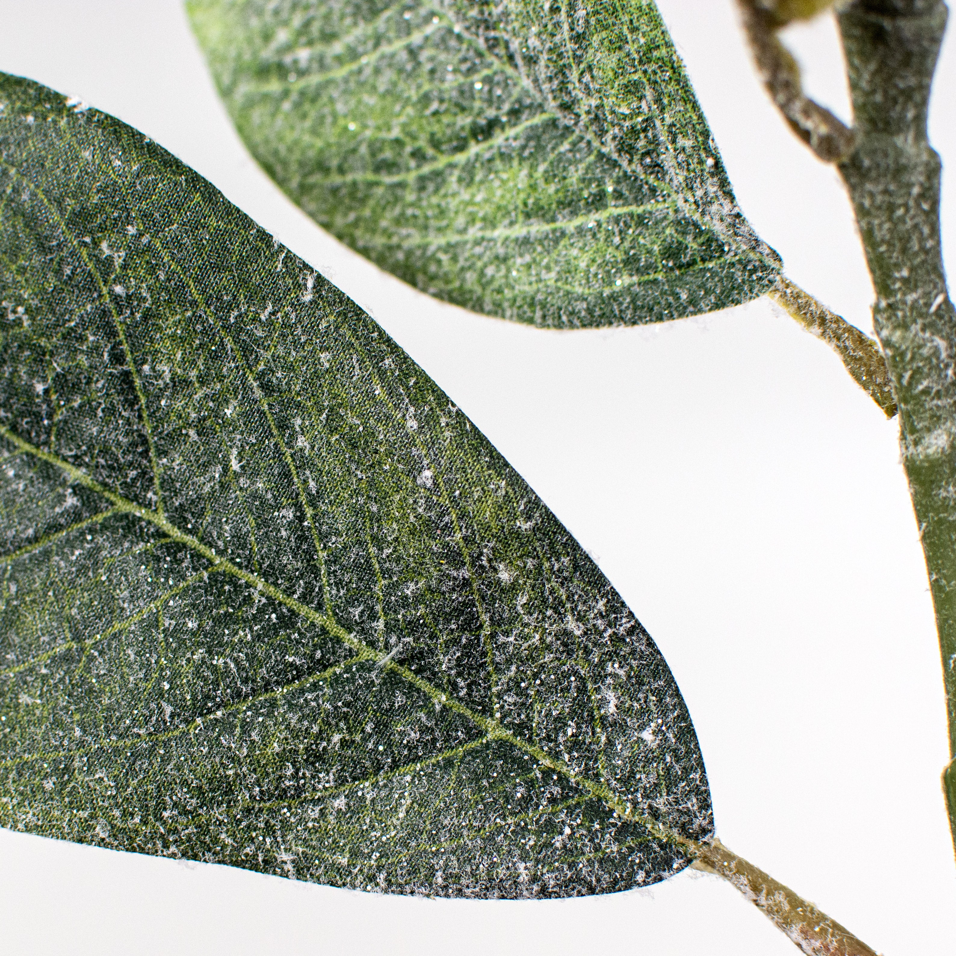29" Snowy Magnolia Flower Stem detail photo 4
