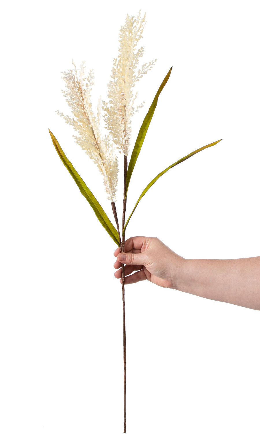 30" Sorghum Harvest Spray: Cream detail photo 3