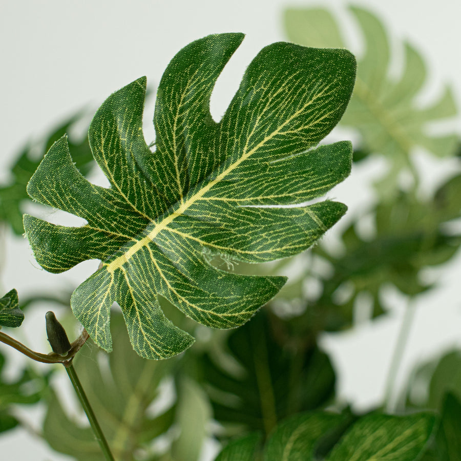 16" Split Leaf Philodendron Bush Lifestyle Photo