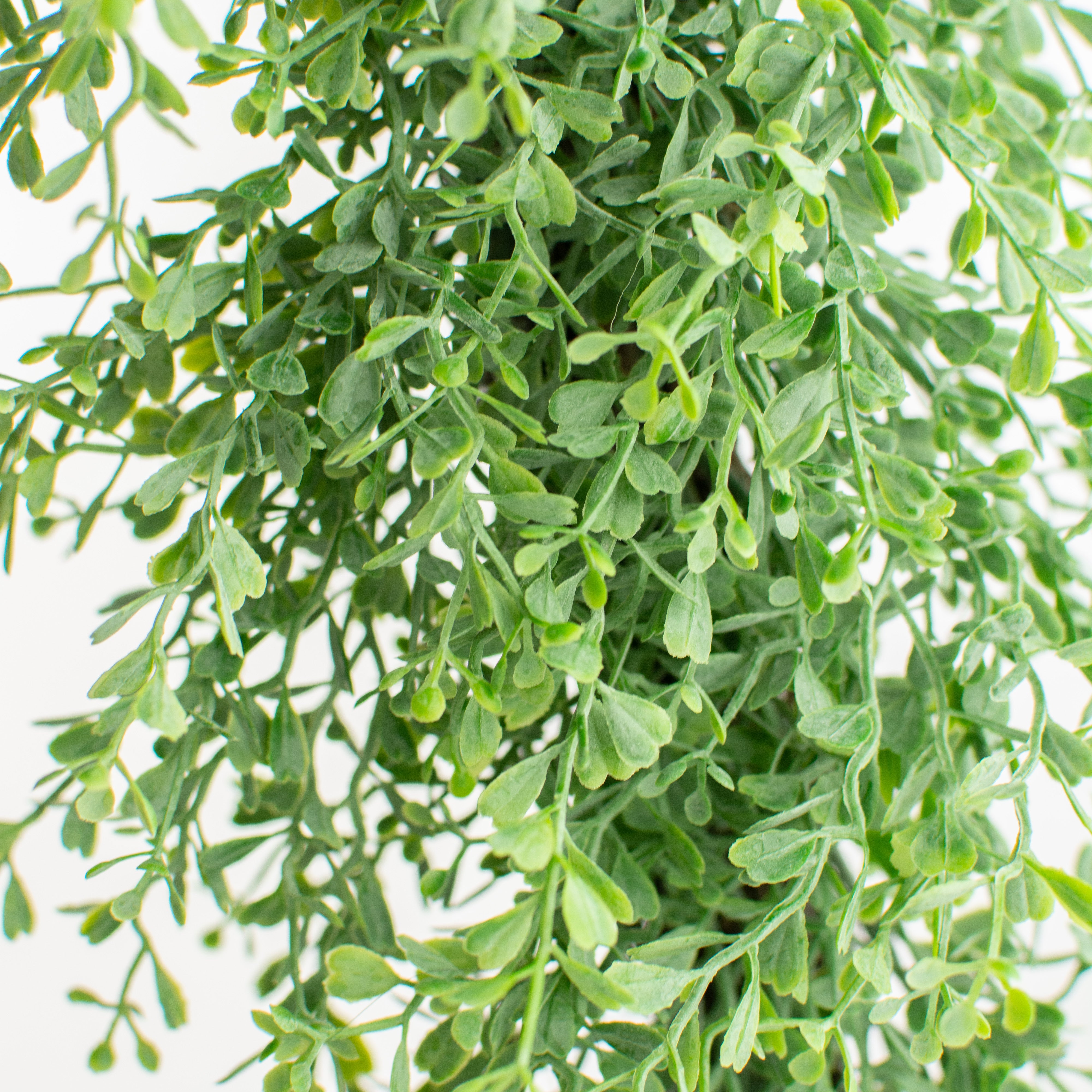 18" Square Boxwood Wreath: Dusty Green detail photo 3