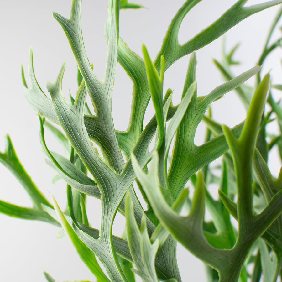 14" Staghorn Fern Leaf Bush Lifestyle Photo