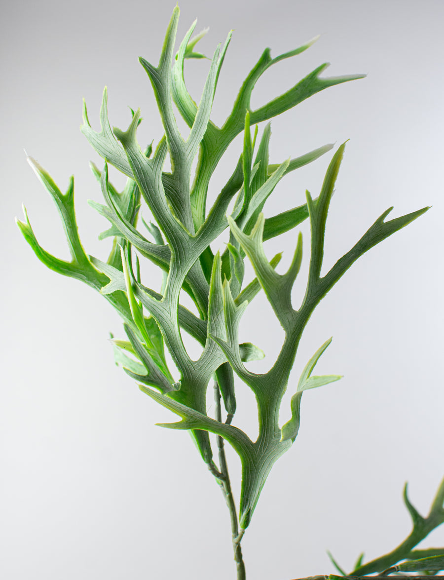 14" Staghorn Fern Leaf Bush detail photo 4