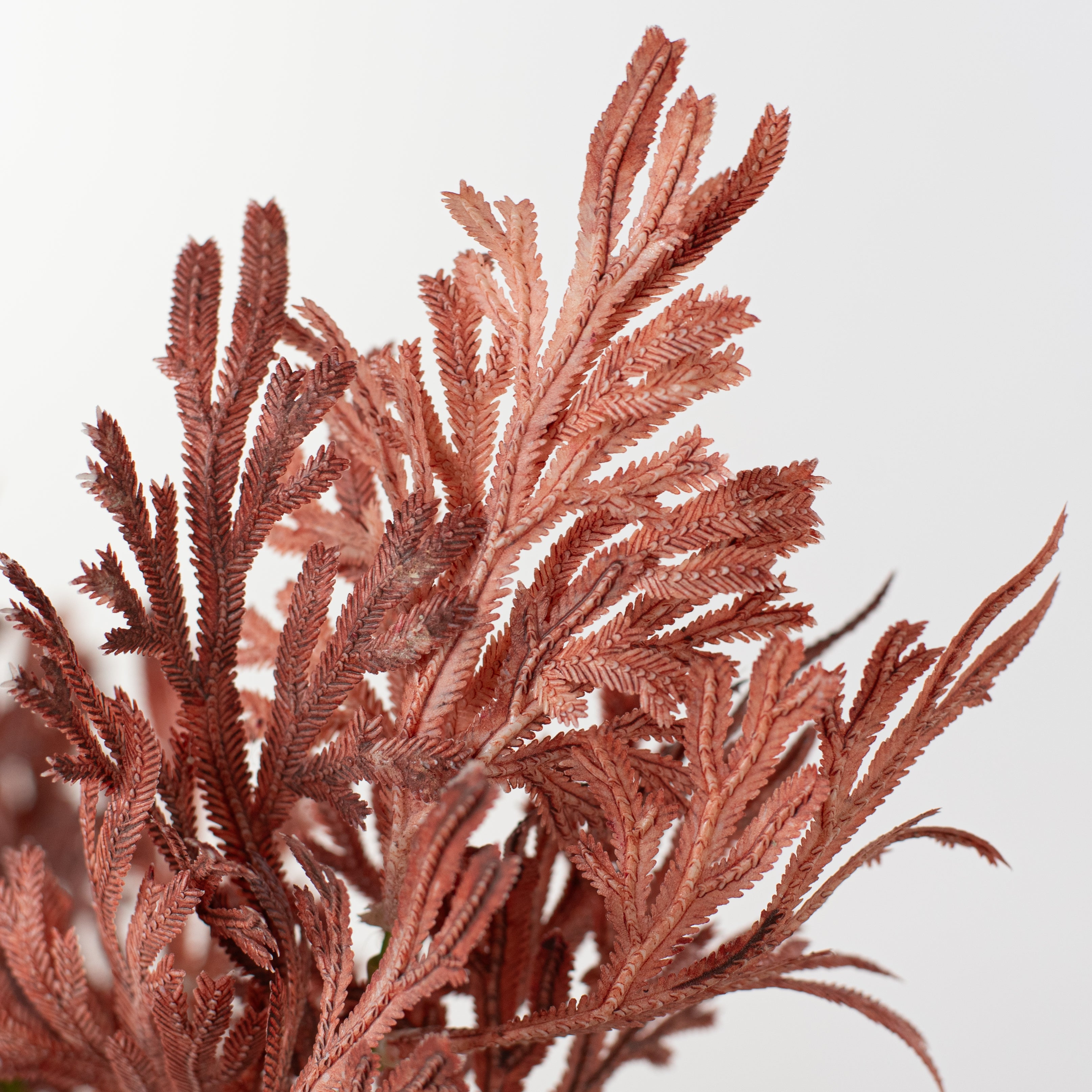 15" Staghorn Leaf Bundle: Maroon Burgundy Ombré Lifestyle Photo