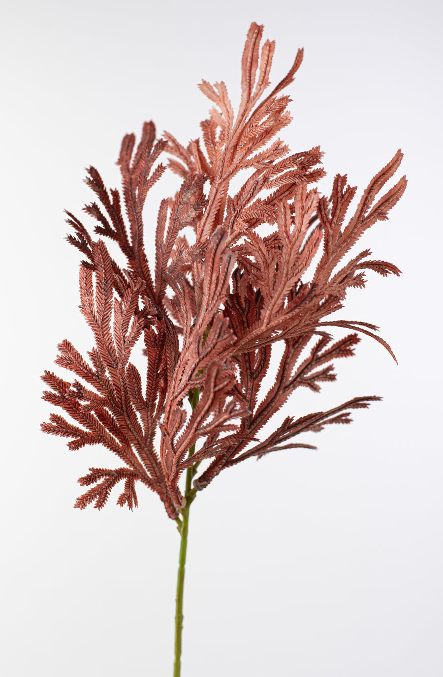 15" Staghorn Leaf Bundle: Maroon Burgundy Ombré detail photo 4