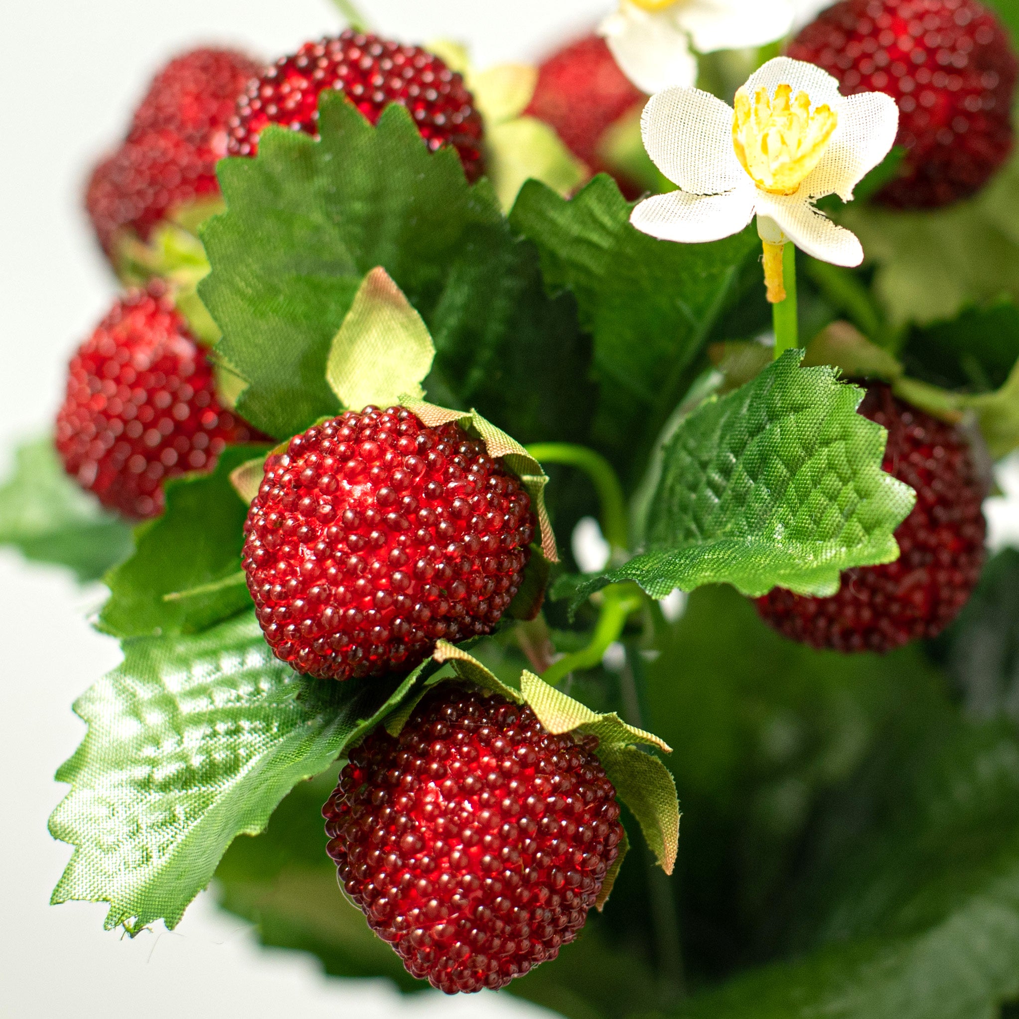 13" Strawberry Bush Lifestyle Photo