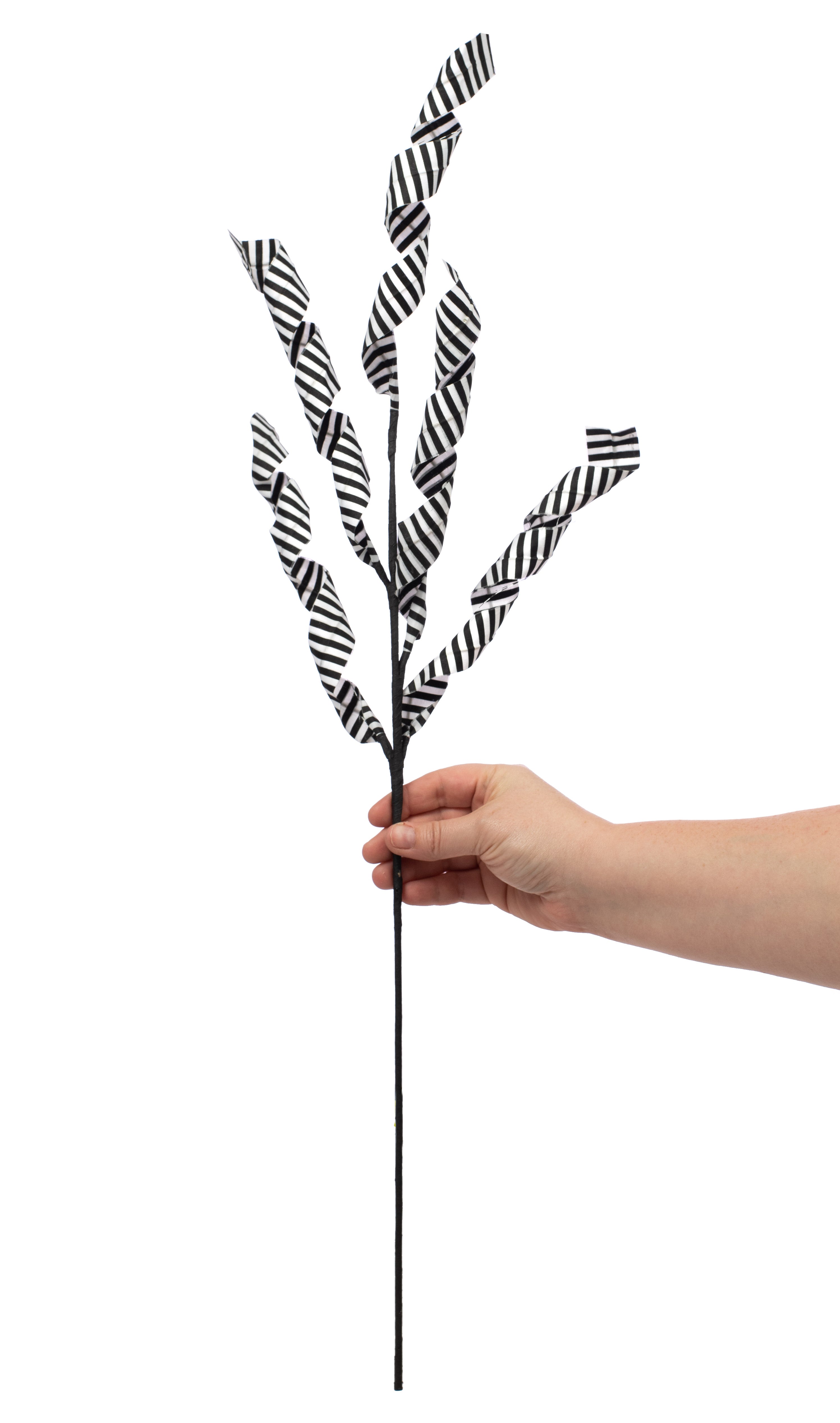 28" Stripe Curly Spray: Black & White Lifestyle Photo