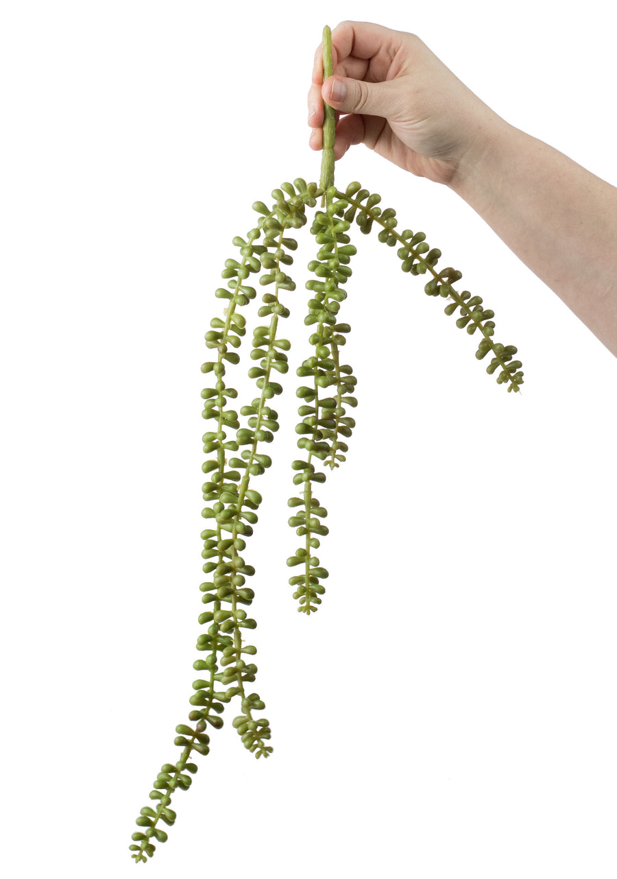 23" Succulent Sedum Spray: Green Lifestyle Photo