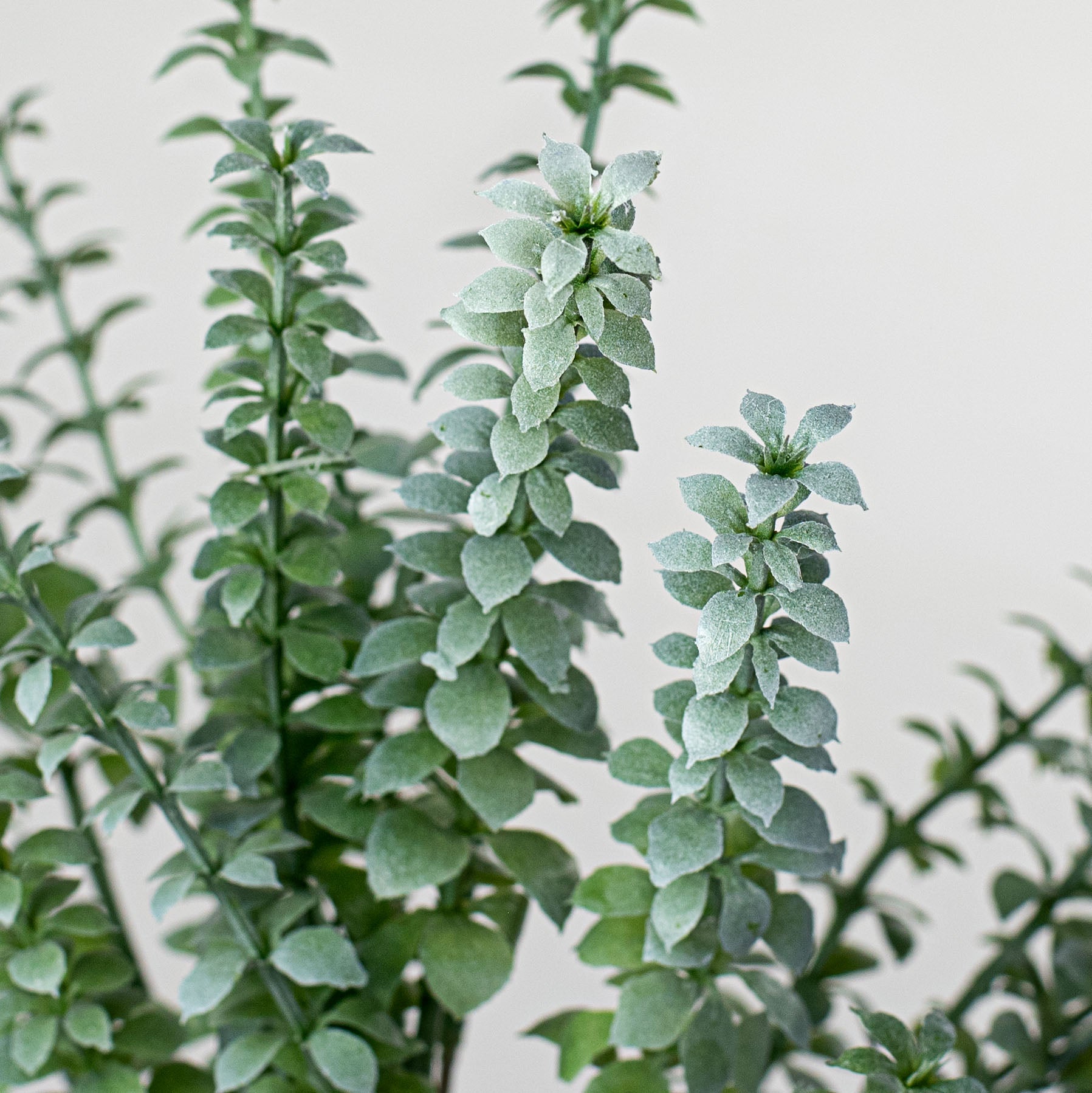 17" Succulents Bush Lifestyle Photo