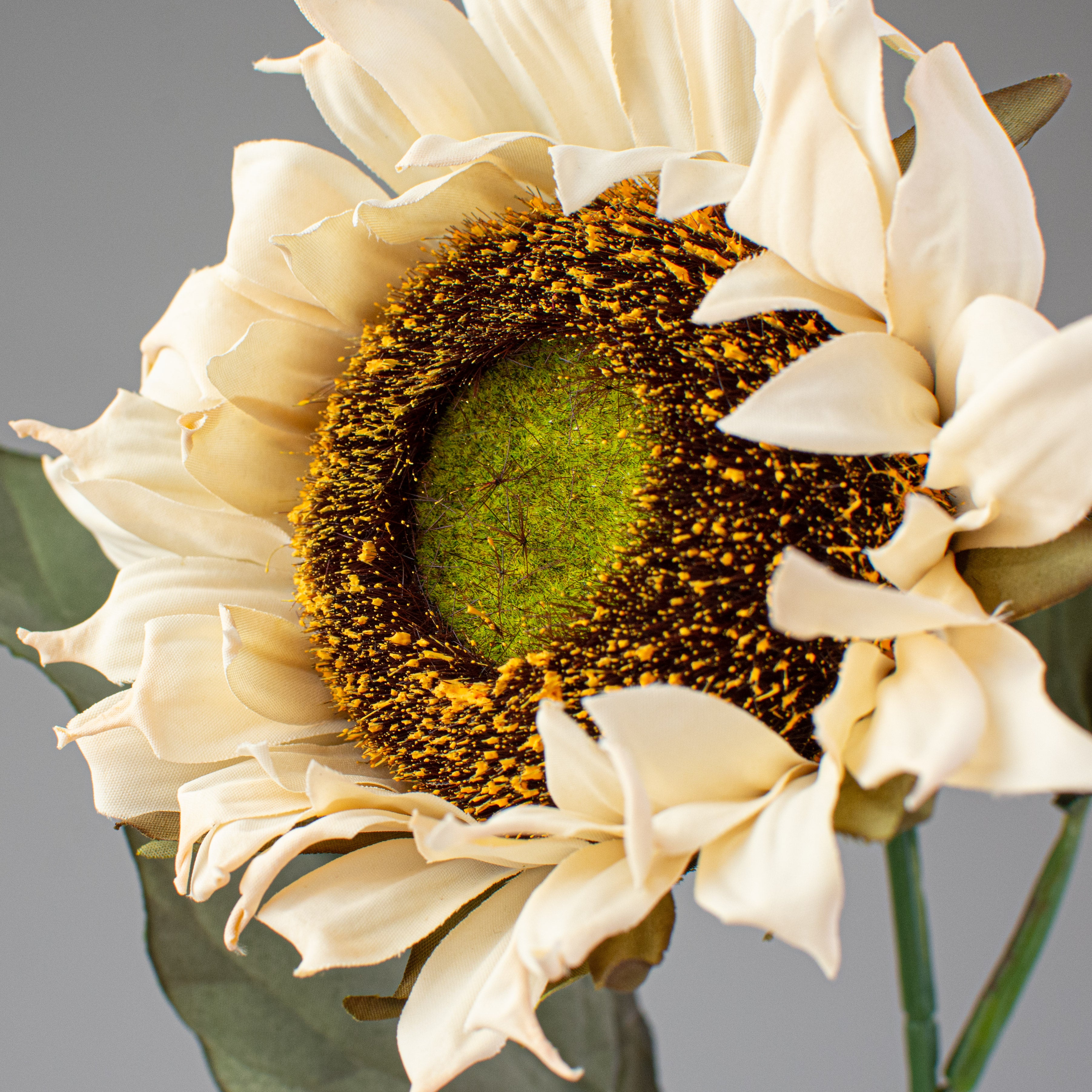 23" Sunflower Stem: Cream Lifestyle Photo