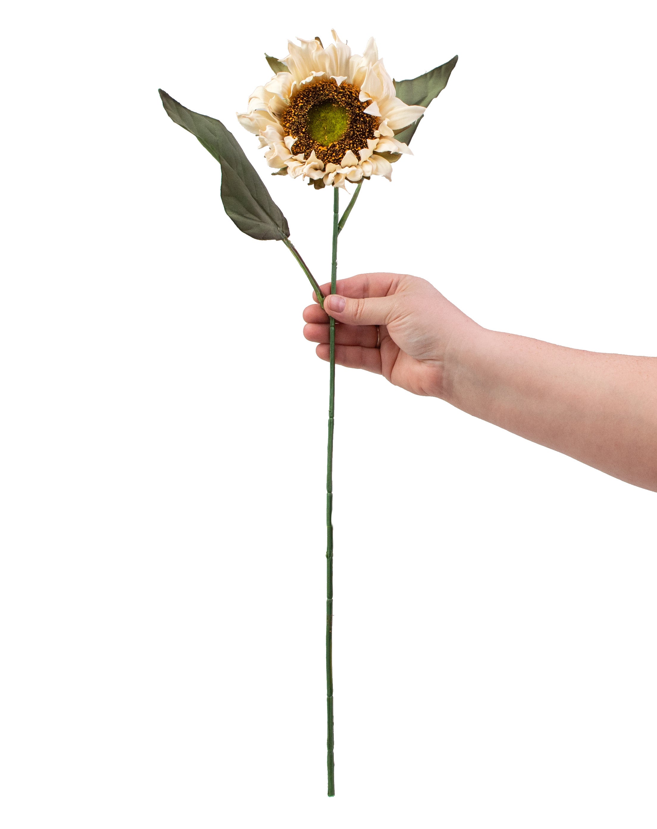 23" Sunflower Stem: Cream detail photo 3