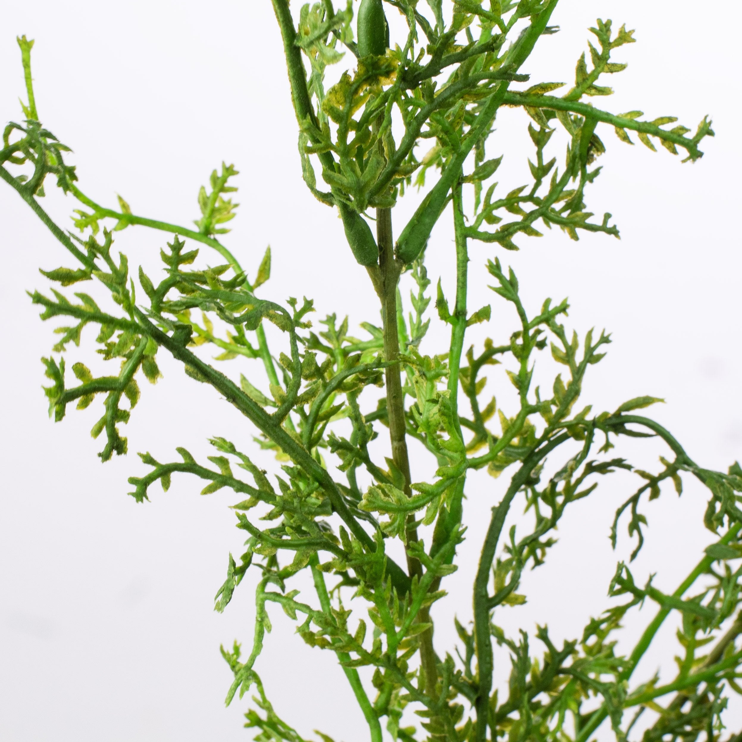 15" Sweet Annie Fern Bush detail photo 3