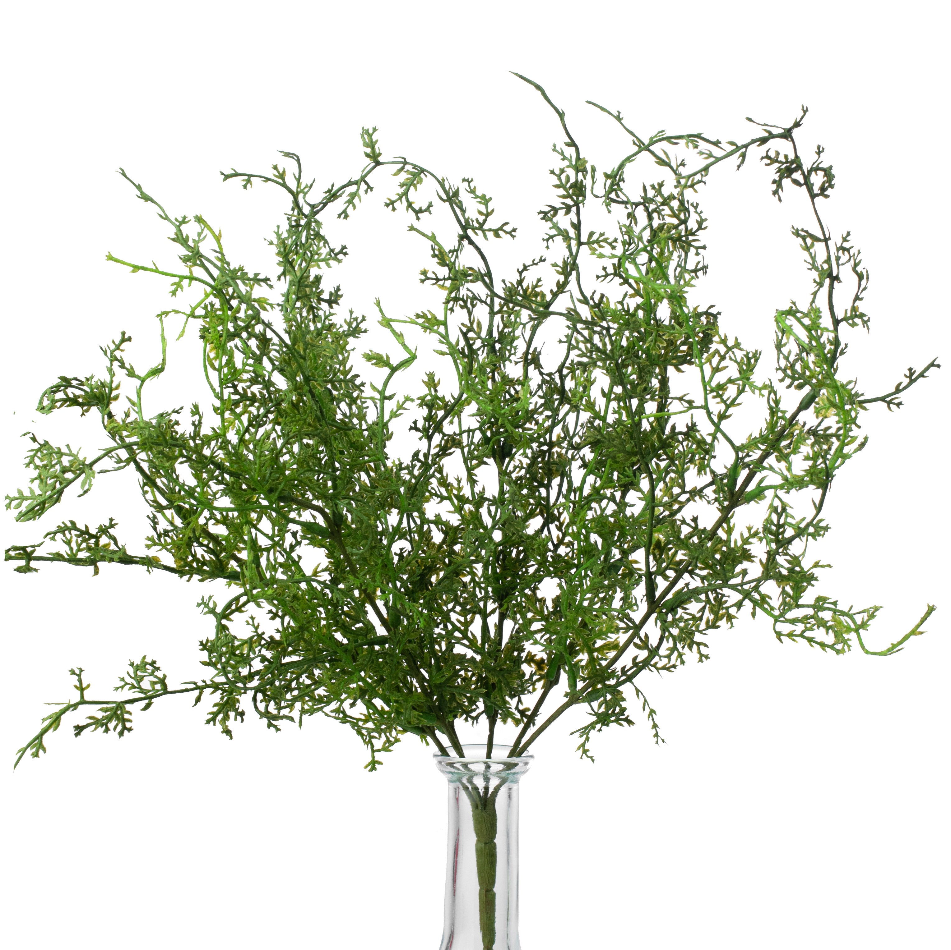 15" Sweet Annie Fern Bush Item Number: PF1675