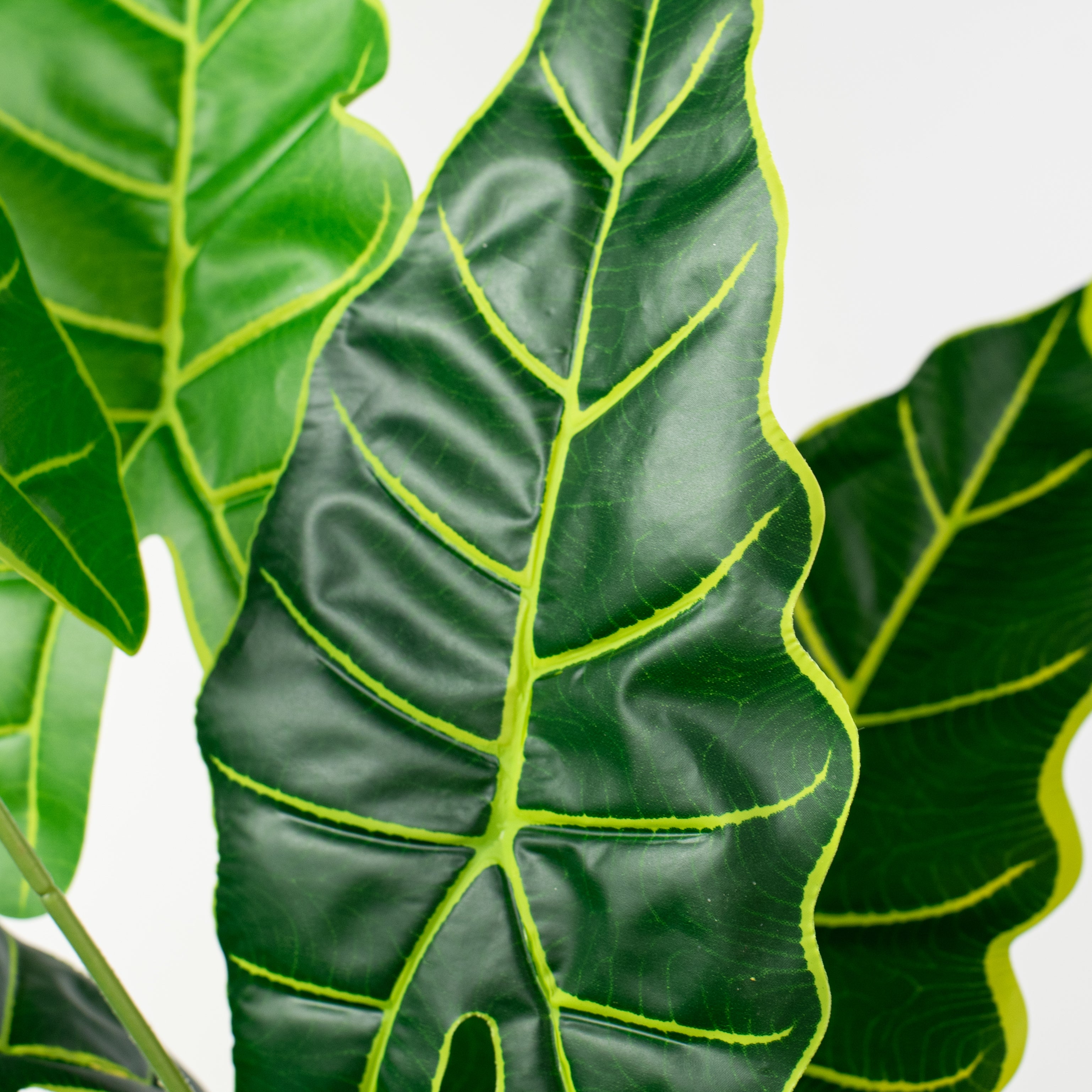 14" Syngonium Leaf Bush (7 Stem) Lifestyle Photo