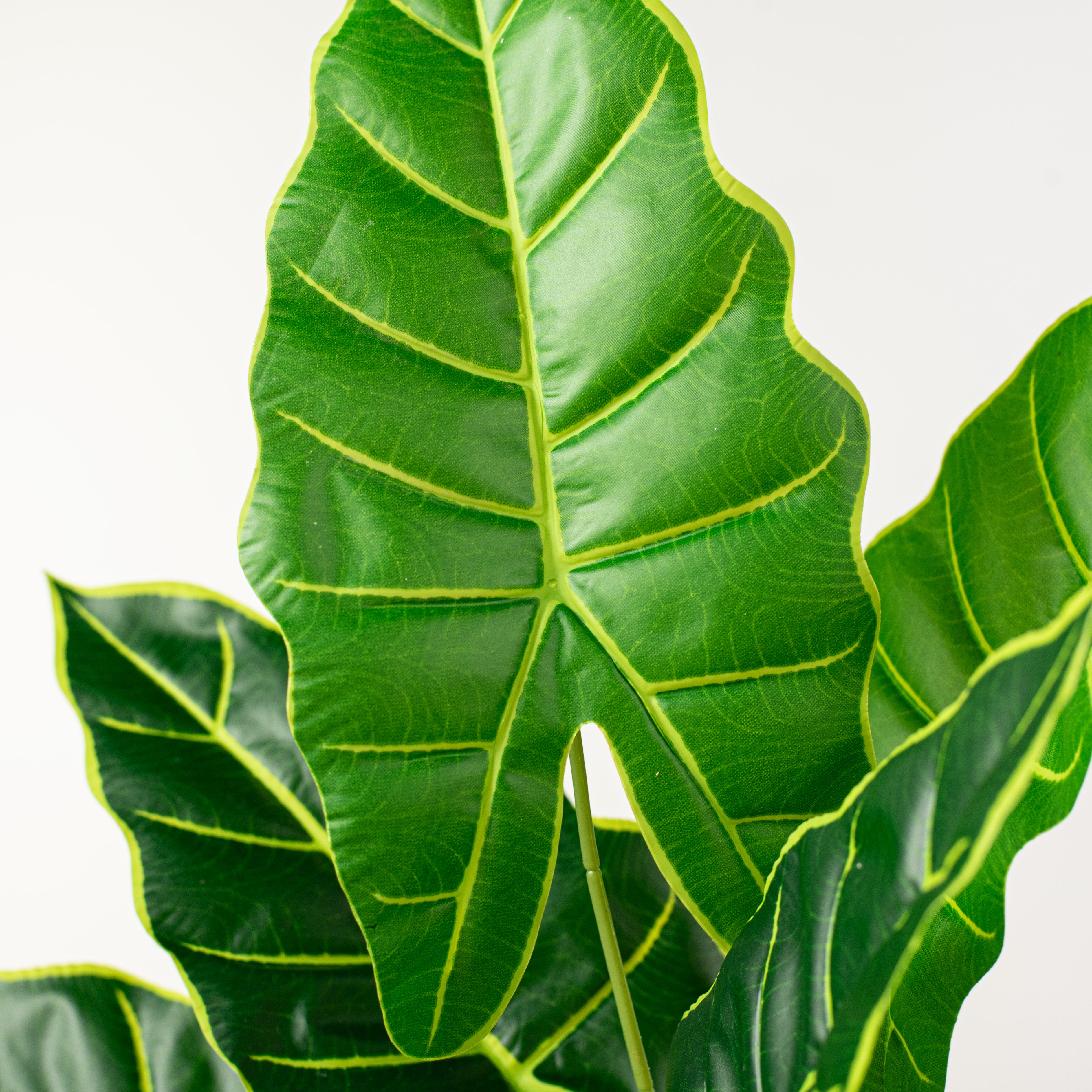 14" Syngonium Leaf Bush (7 Stem) detail photo 4