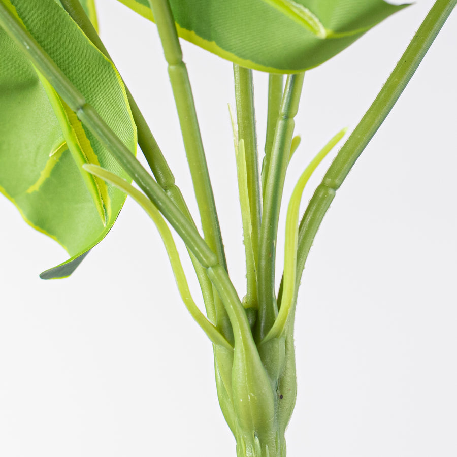 14" Syngonium Leaf Bush (7 Stem) detail photo 5