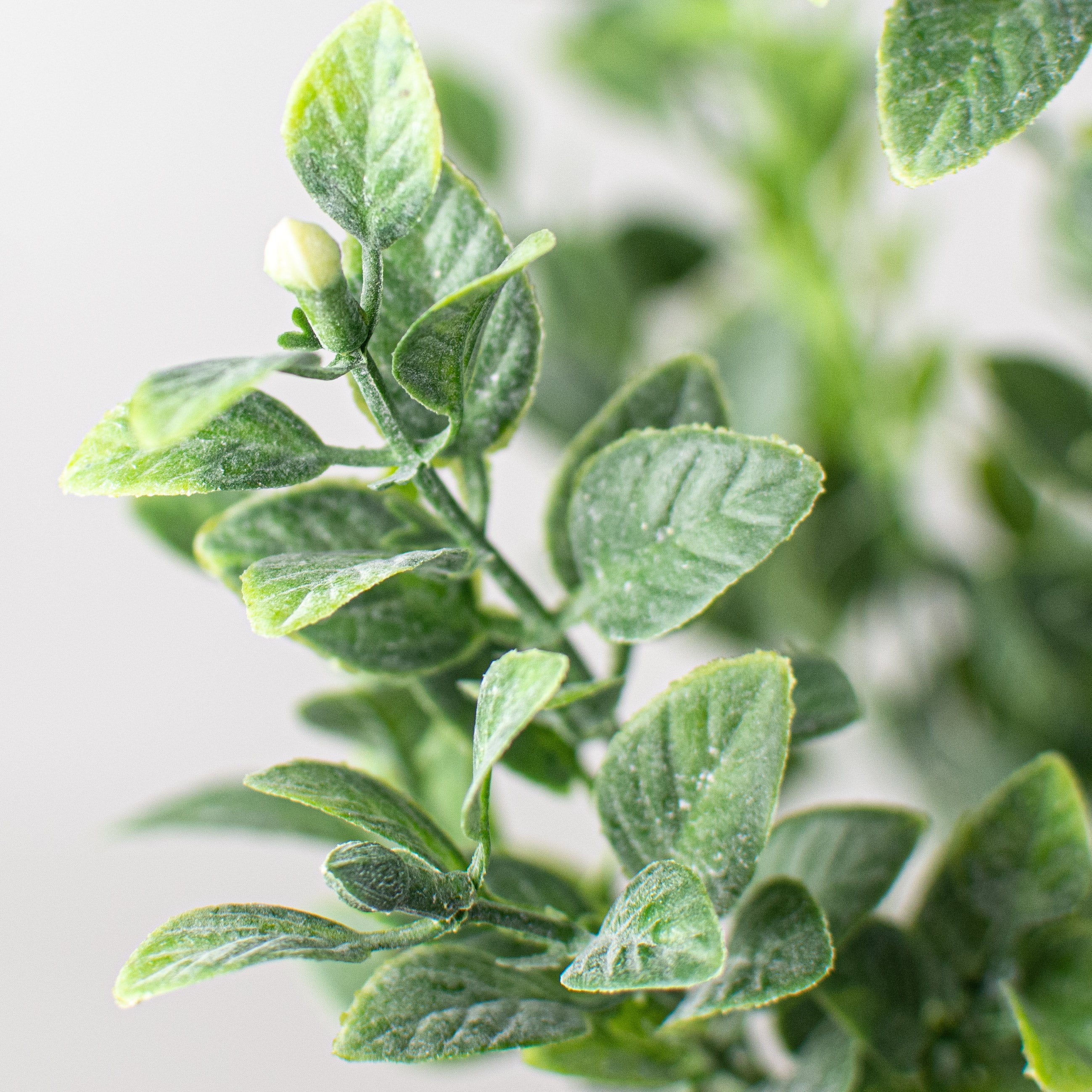17" Tea Leaf Bush Lifestyle Photo