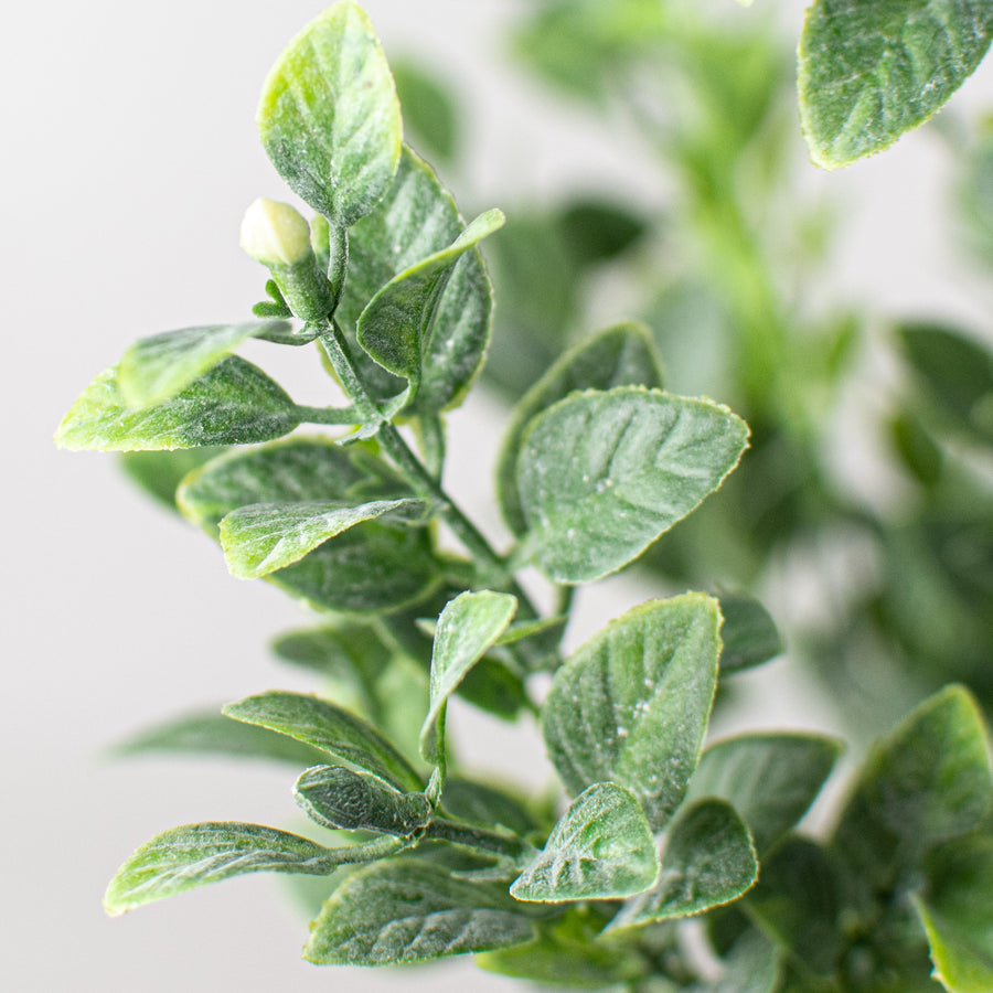 17" Tea Leaf Bush Lifestyle Photo