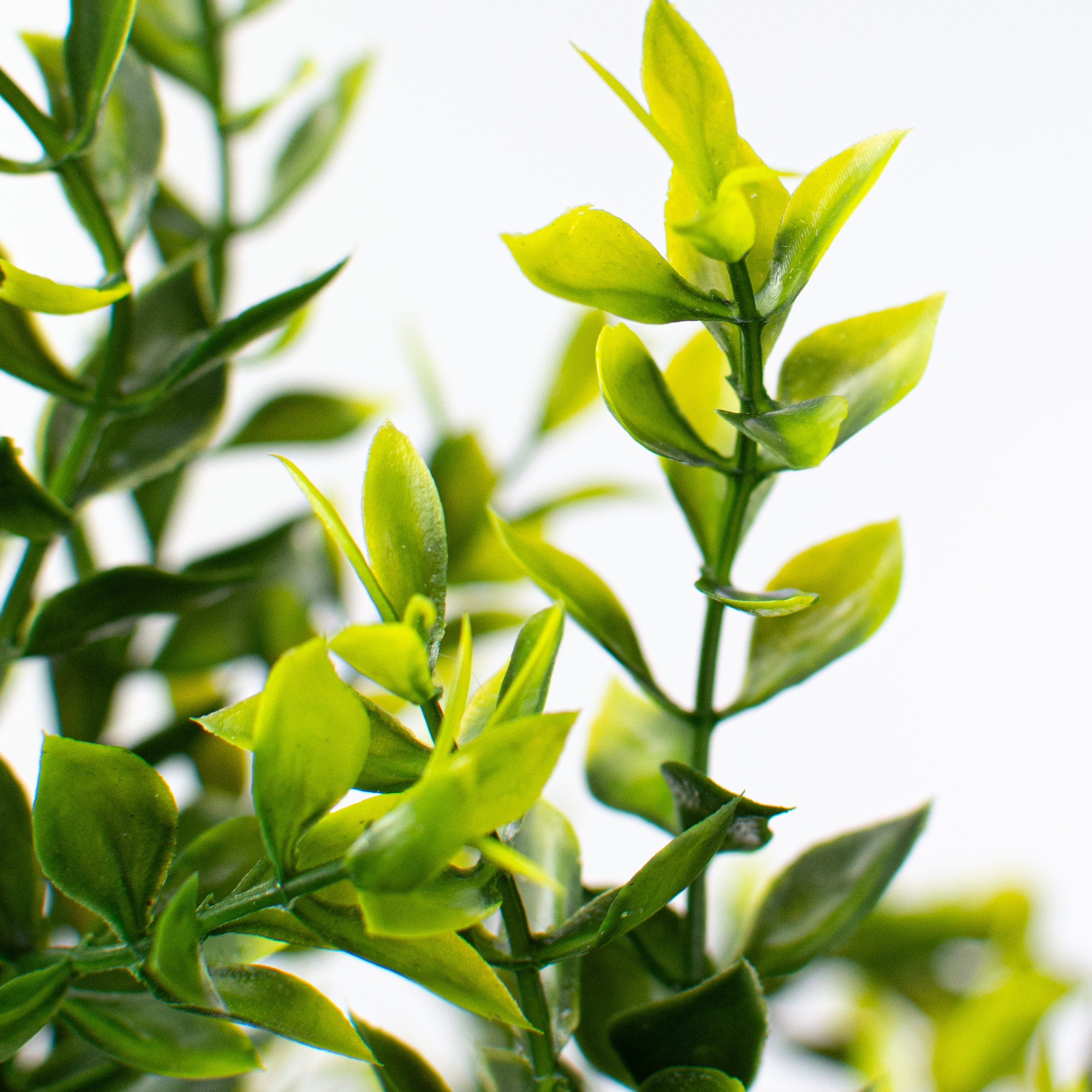 21" Tea Leaf Bush Lifestyle Photo