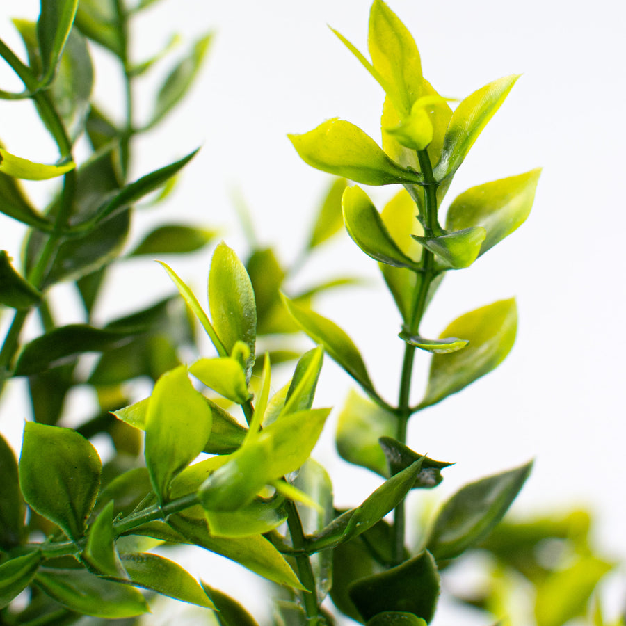 21" Tea Leaf Bush Lifestyle Photo