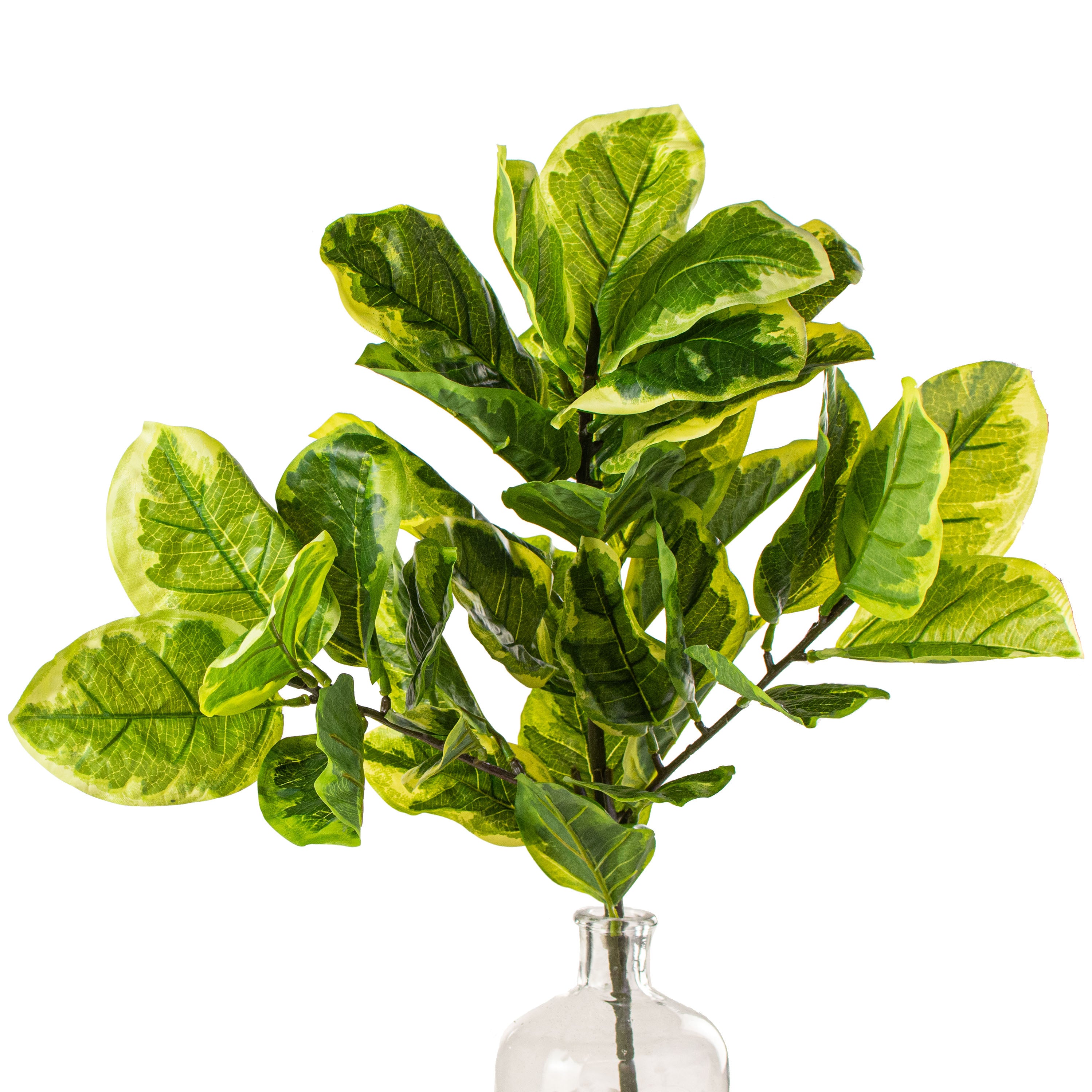 22" Variegated Fiddle Leaf Fig Bush Item Number: 285406