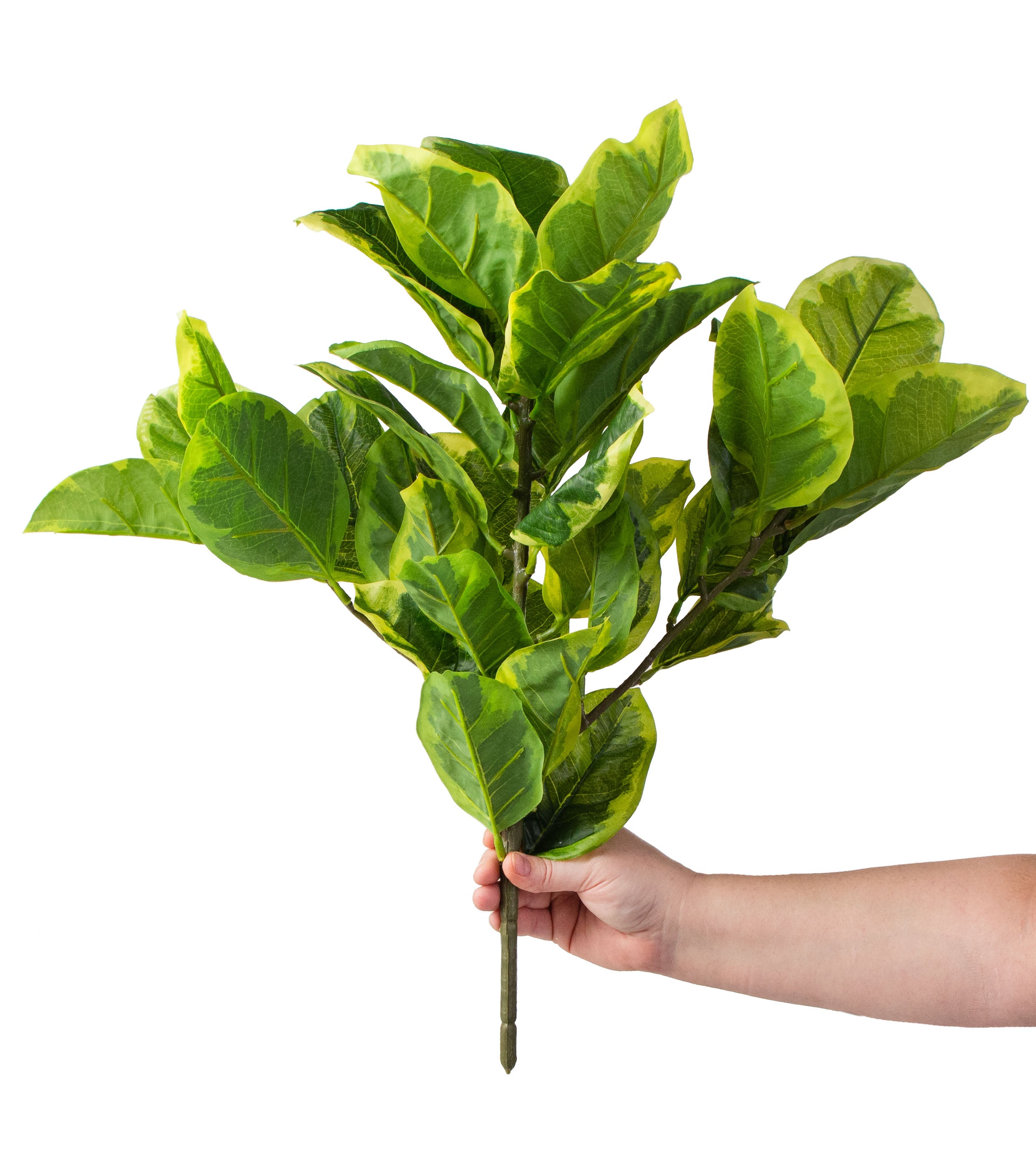 22" Variegated Fiddle Leaf Fig Bush detail photo 3