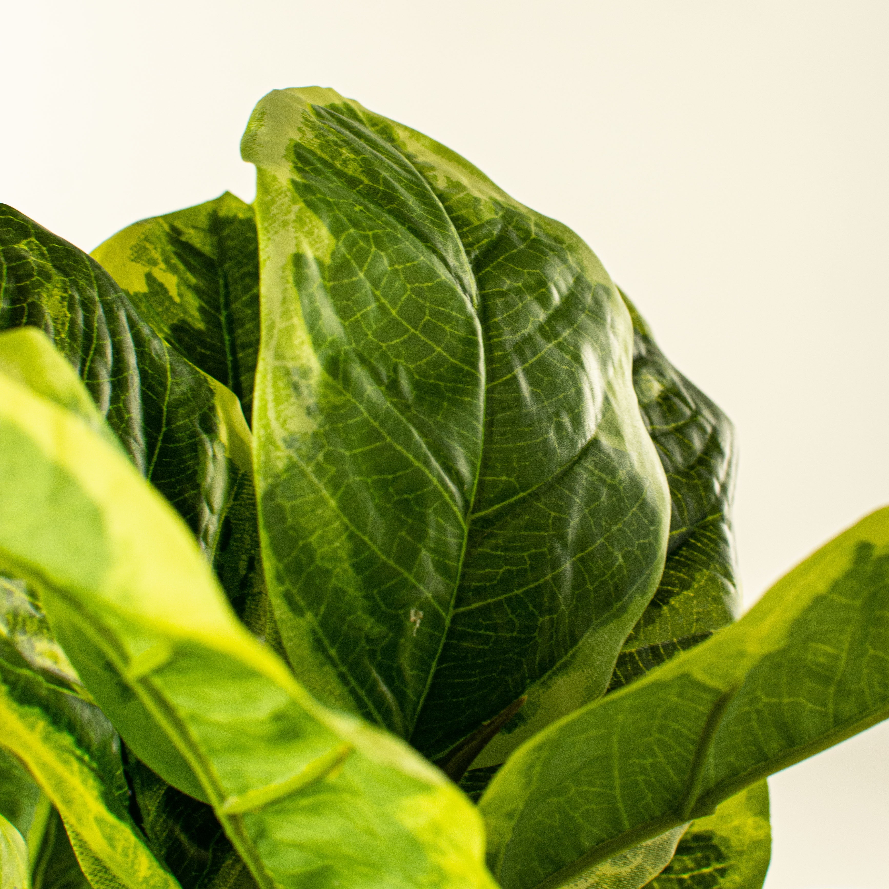 22" Variegated Fiddle Leaf Fig Bush detail photo 4