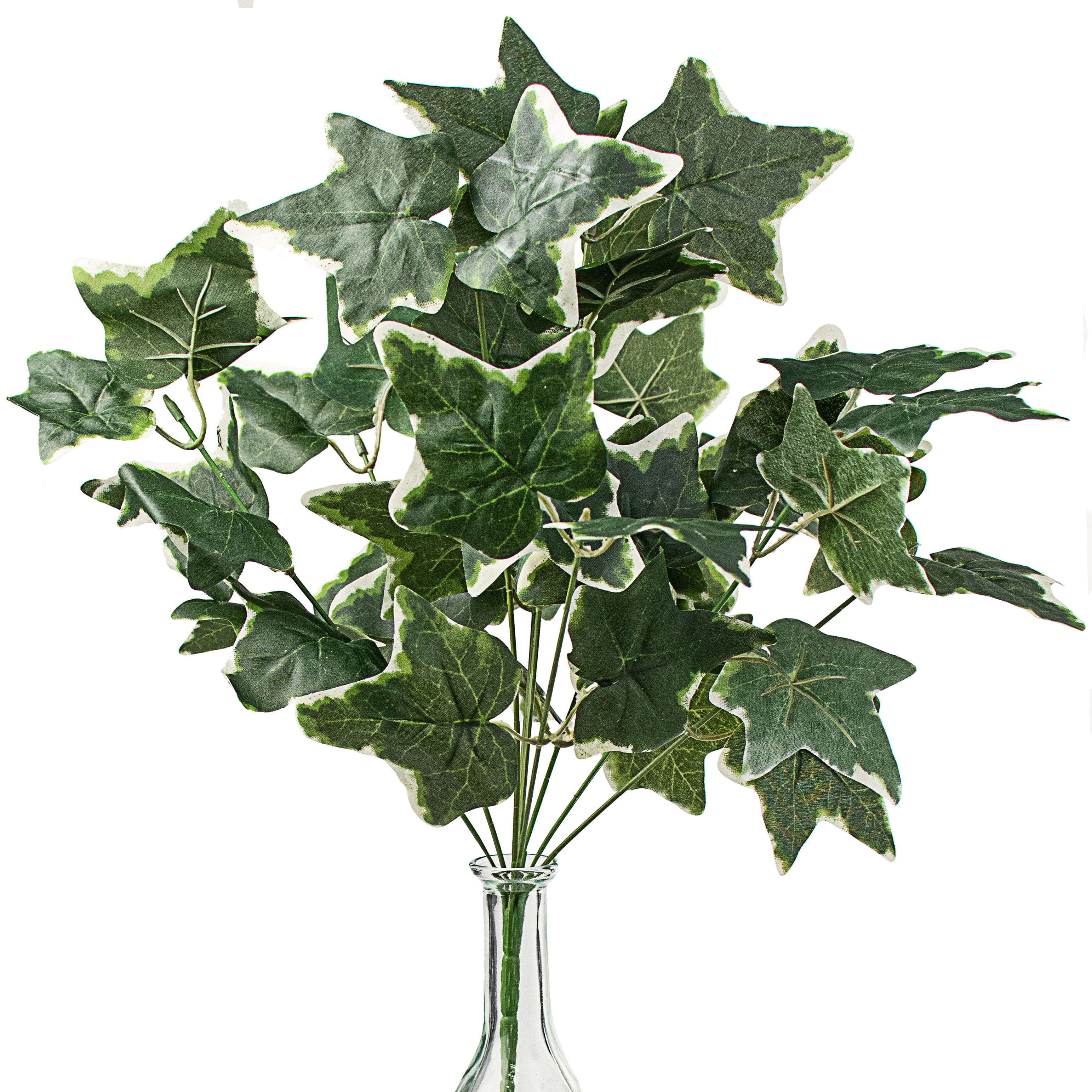 16" Variegated Ivy Bush Item Number: 13400GN