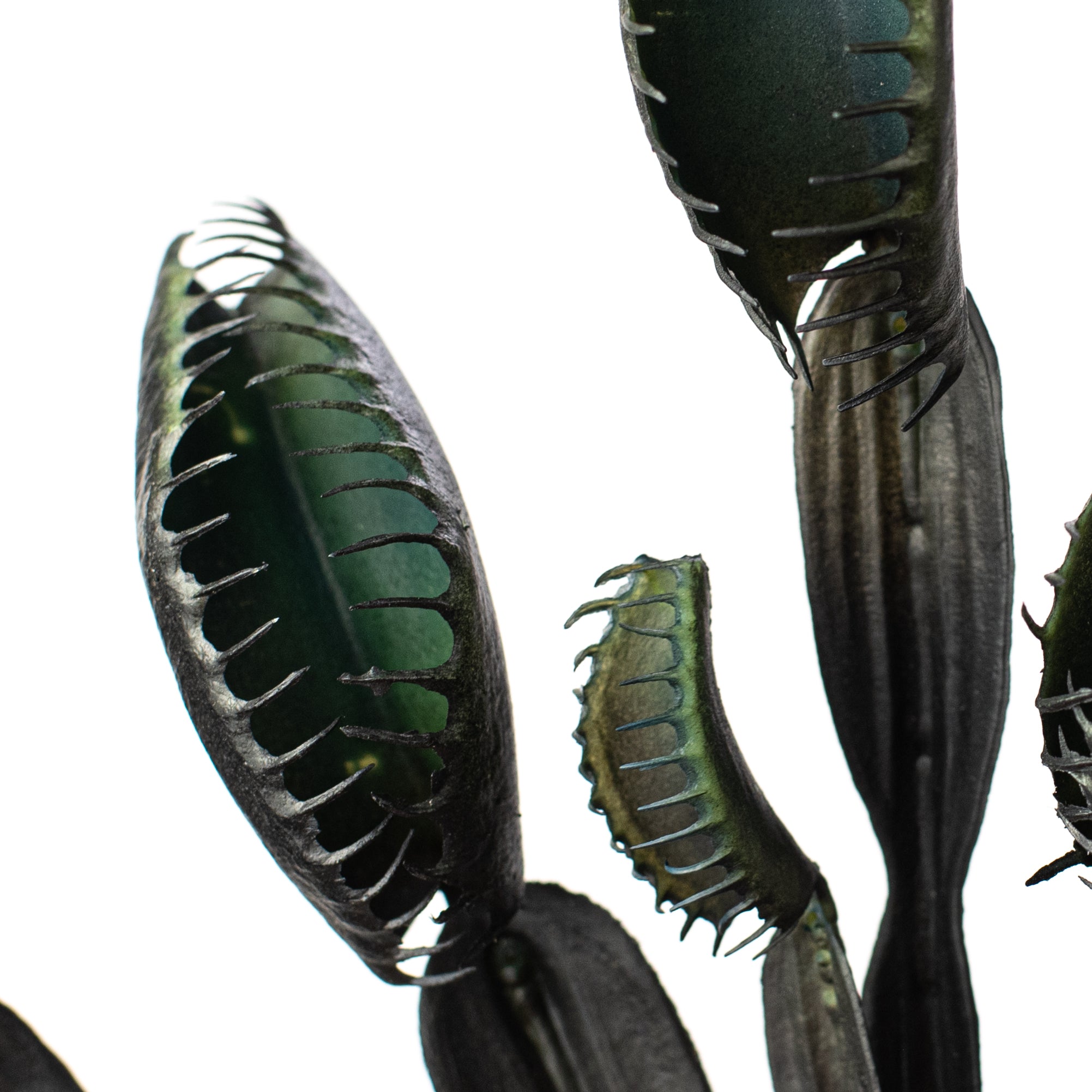 11" Venus Flytrap Pick: Black Lifestyle Photo