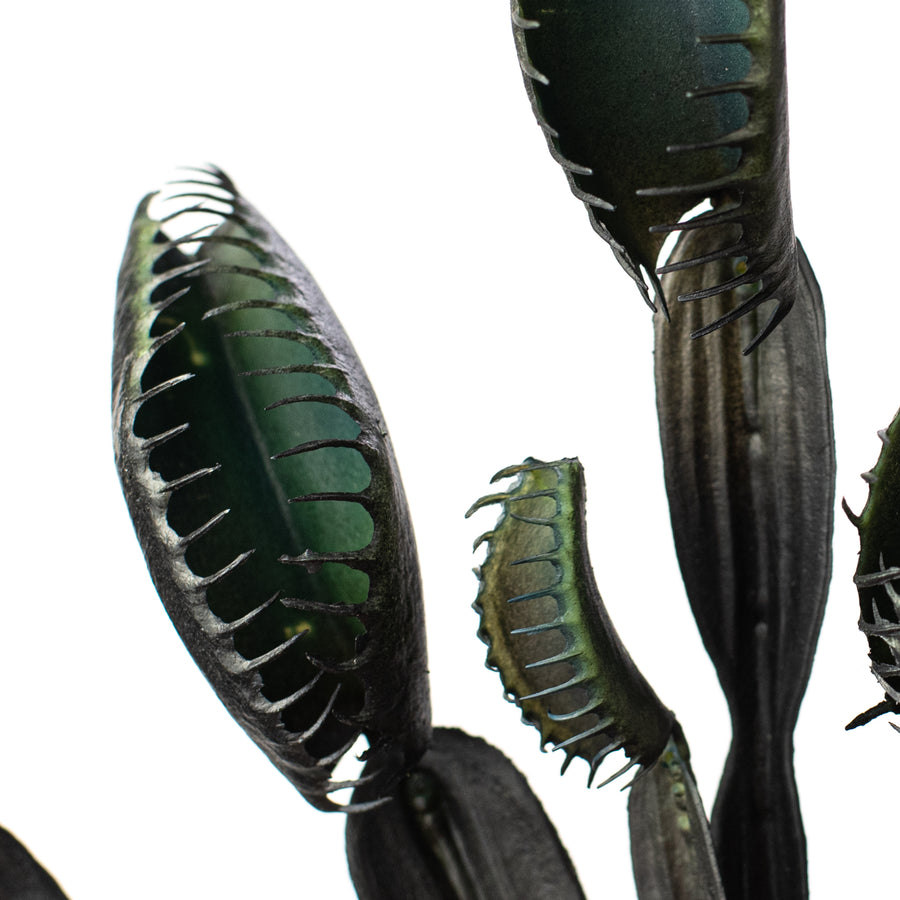 11" Venus Flytrap Pick: Black Lifestyle Photo