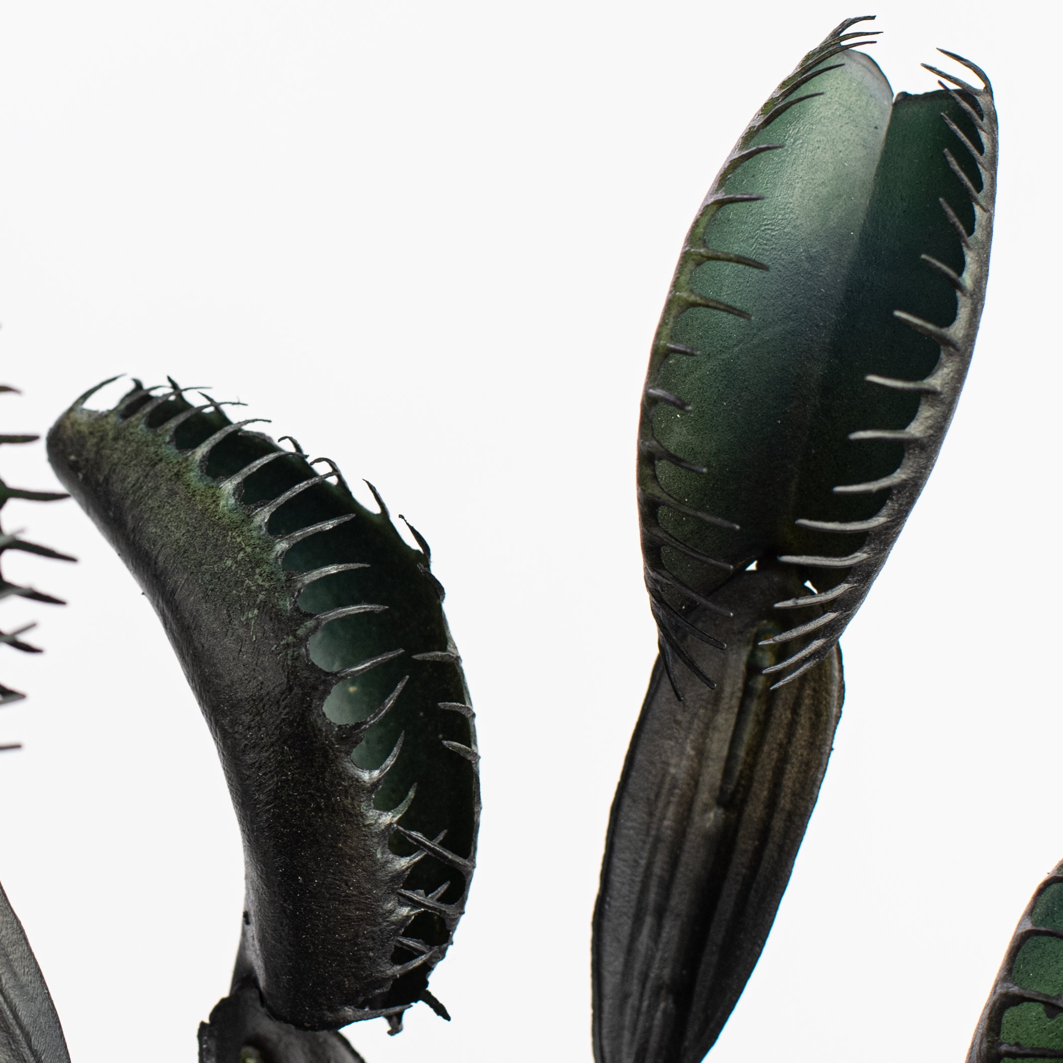 11" Venus Flytrap Pick: Black detail photo 4